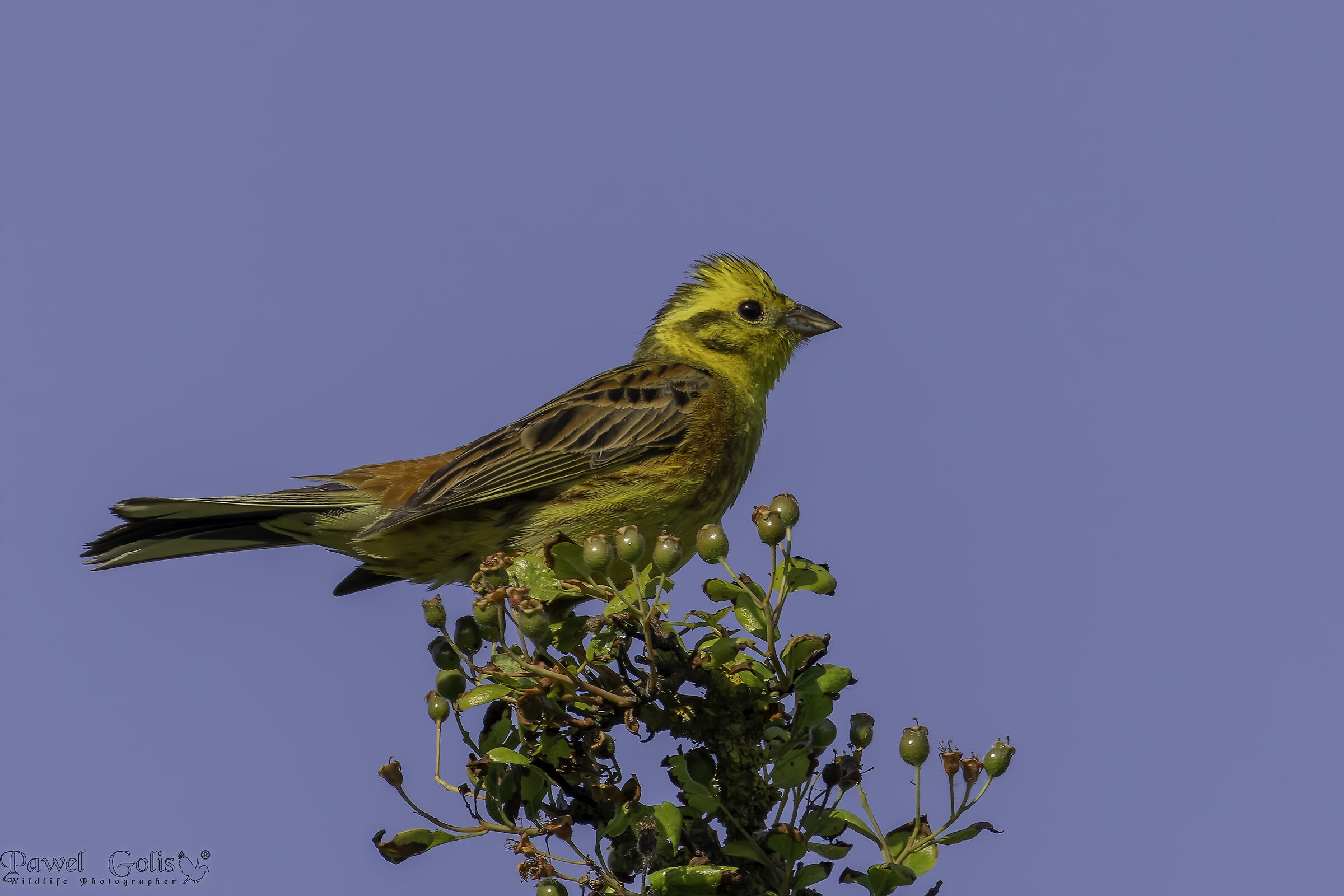 Martello giallo (Emberiza citrinella)