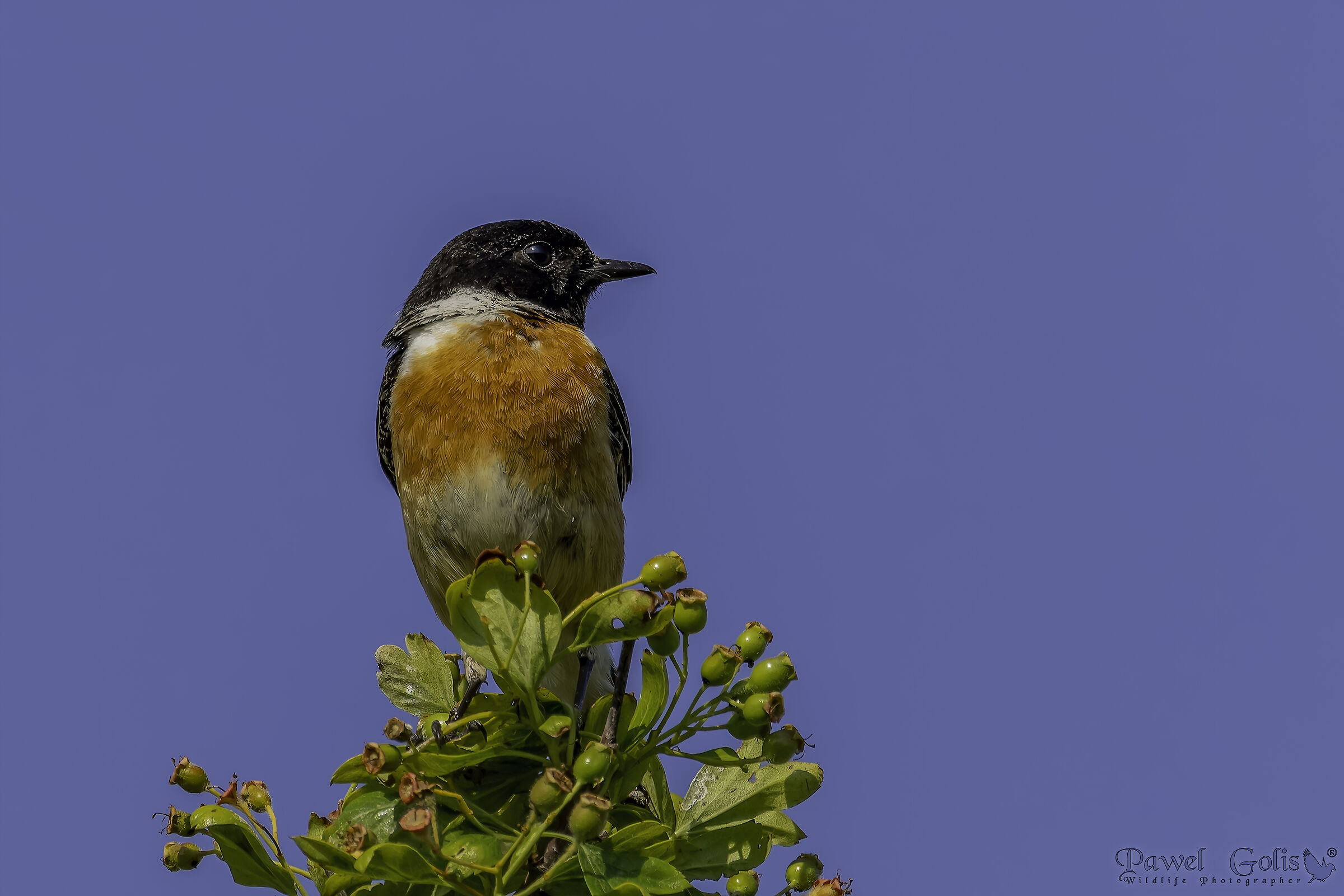 Salimpalo (Saxicola rubicola)