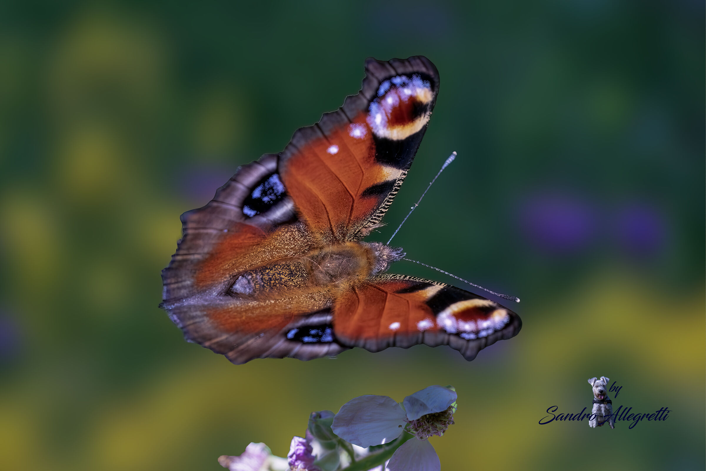 Uno scatto fortuido... Aglais io (occhio di pavone)