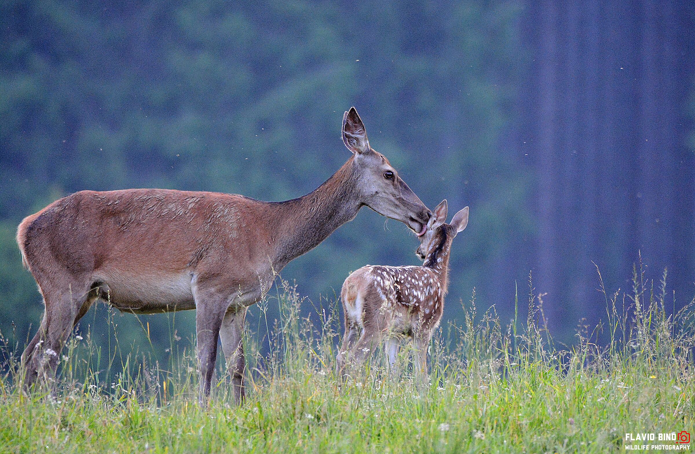 Births