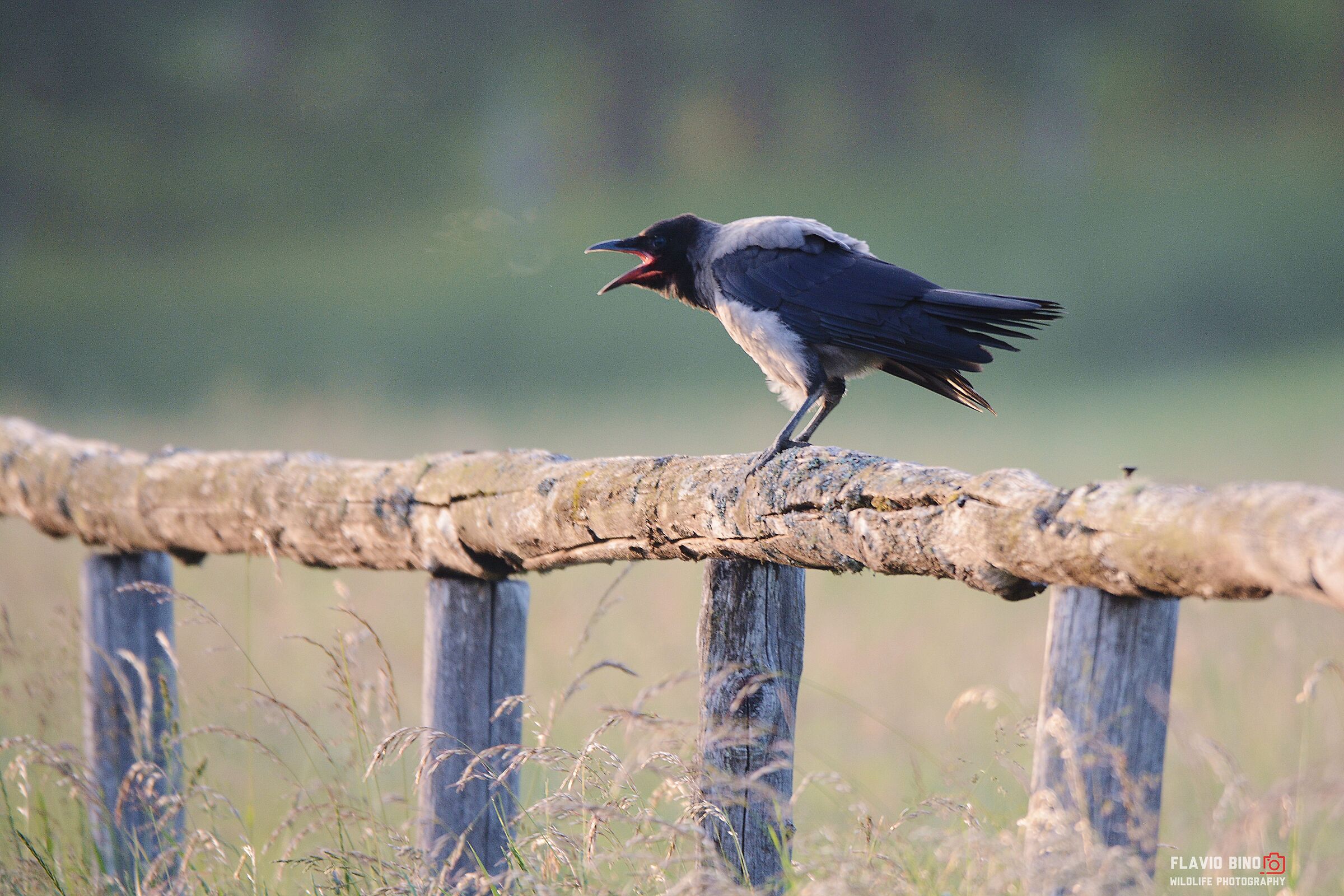 The cry of the crow