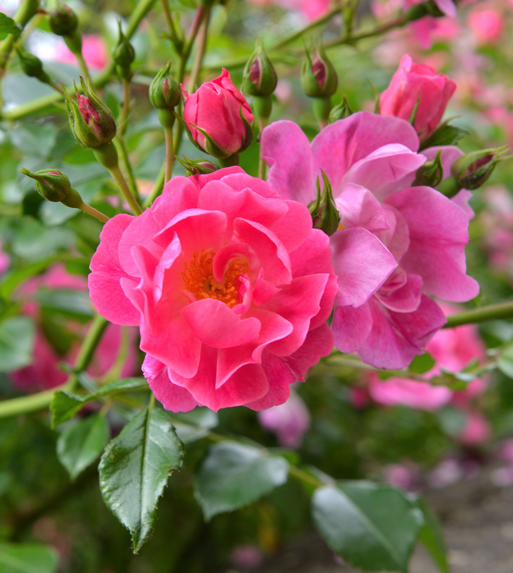Roses