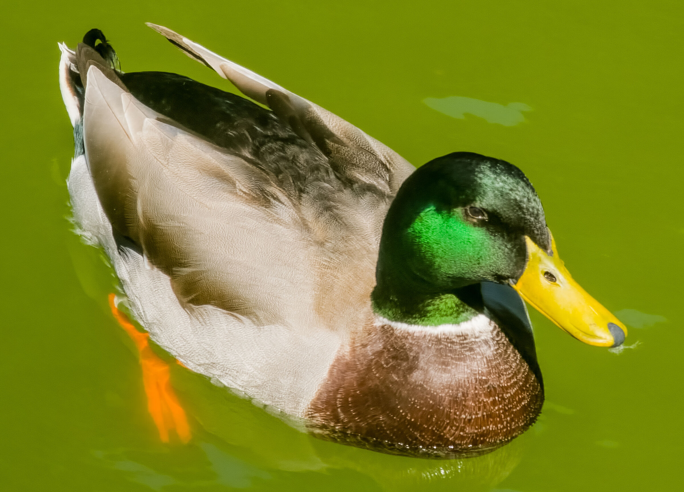 Duck