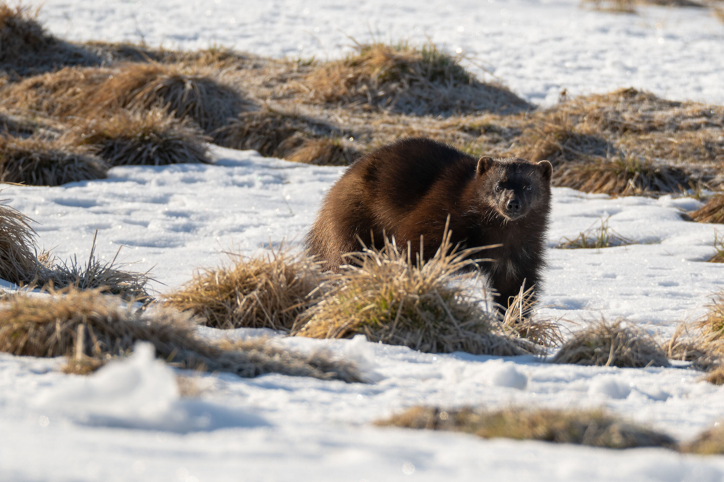 The ghost of the taiga