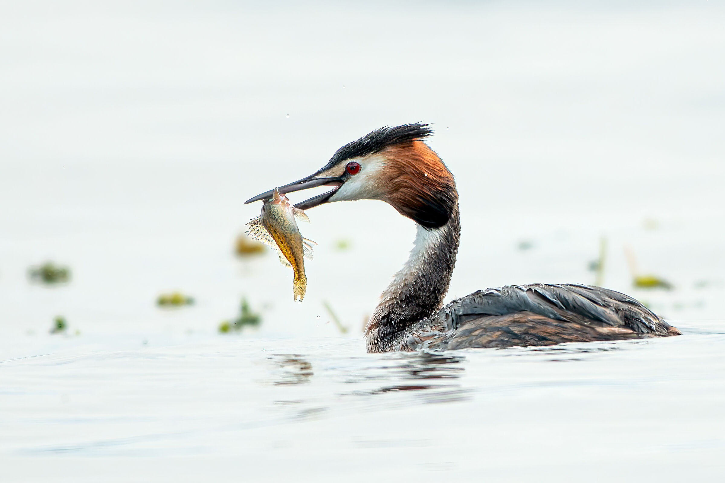 Grebe for breakfast