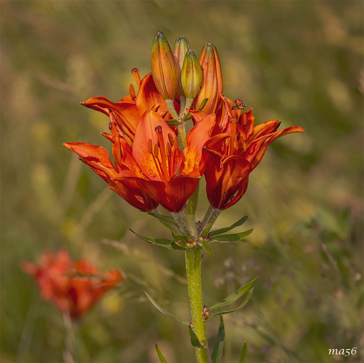 giglio di S.Giovanni