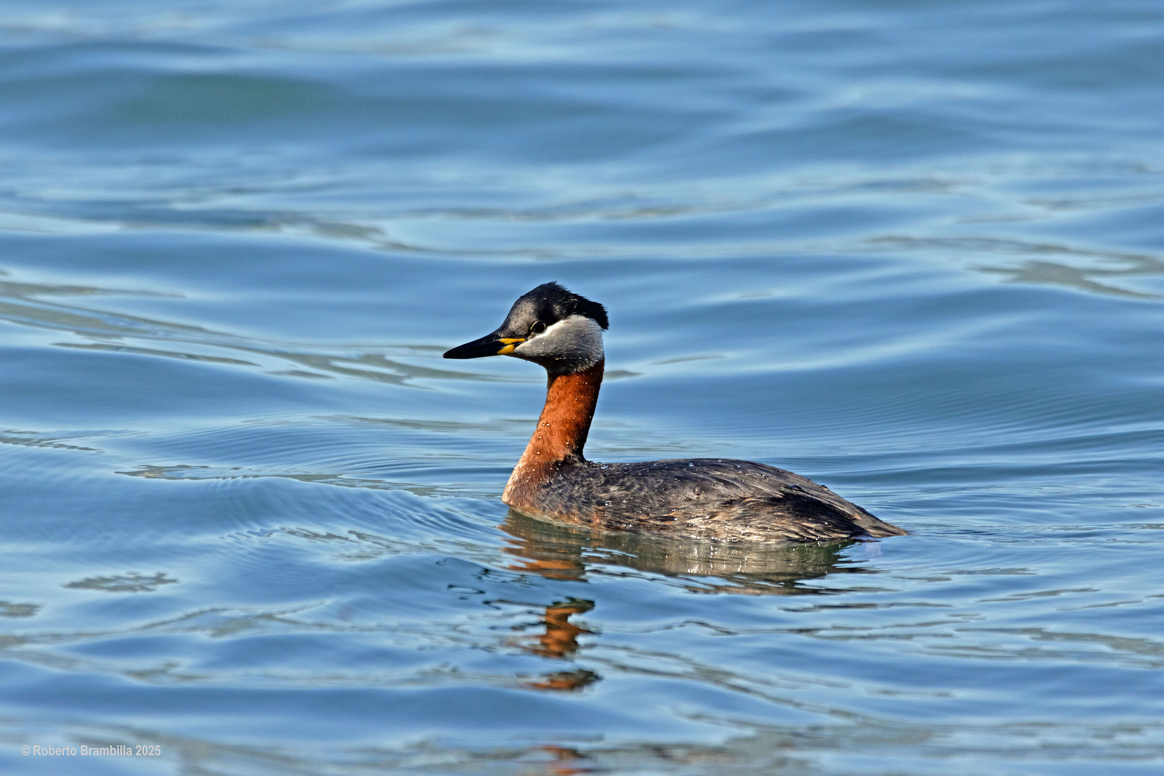 Red-necked Grebe