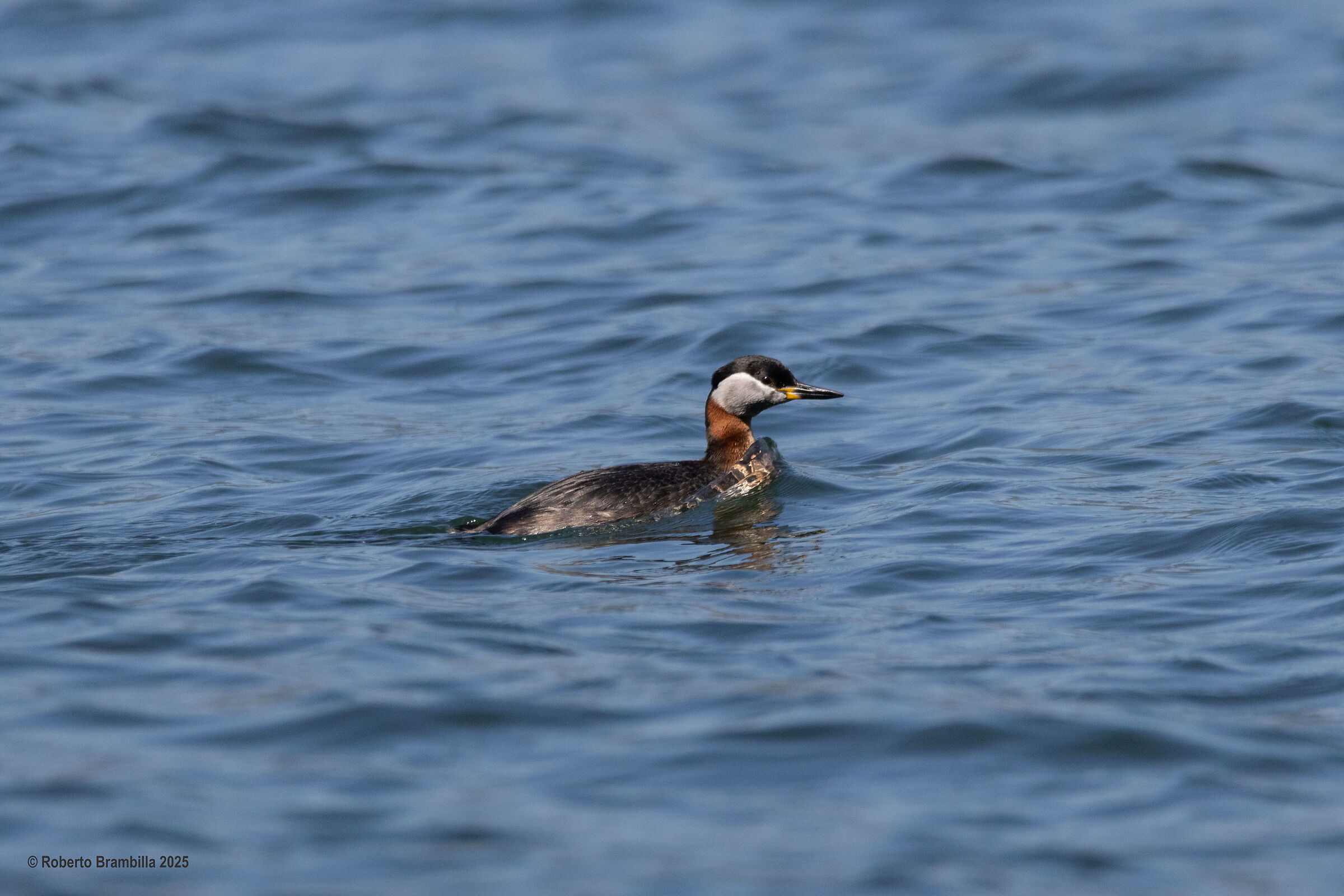 Red-necked Grebe