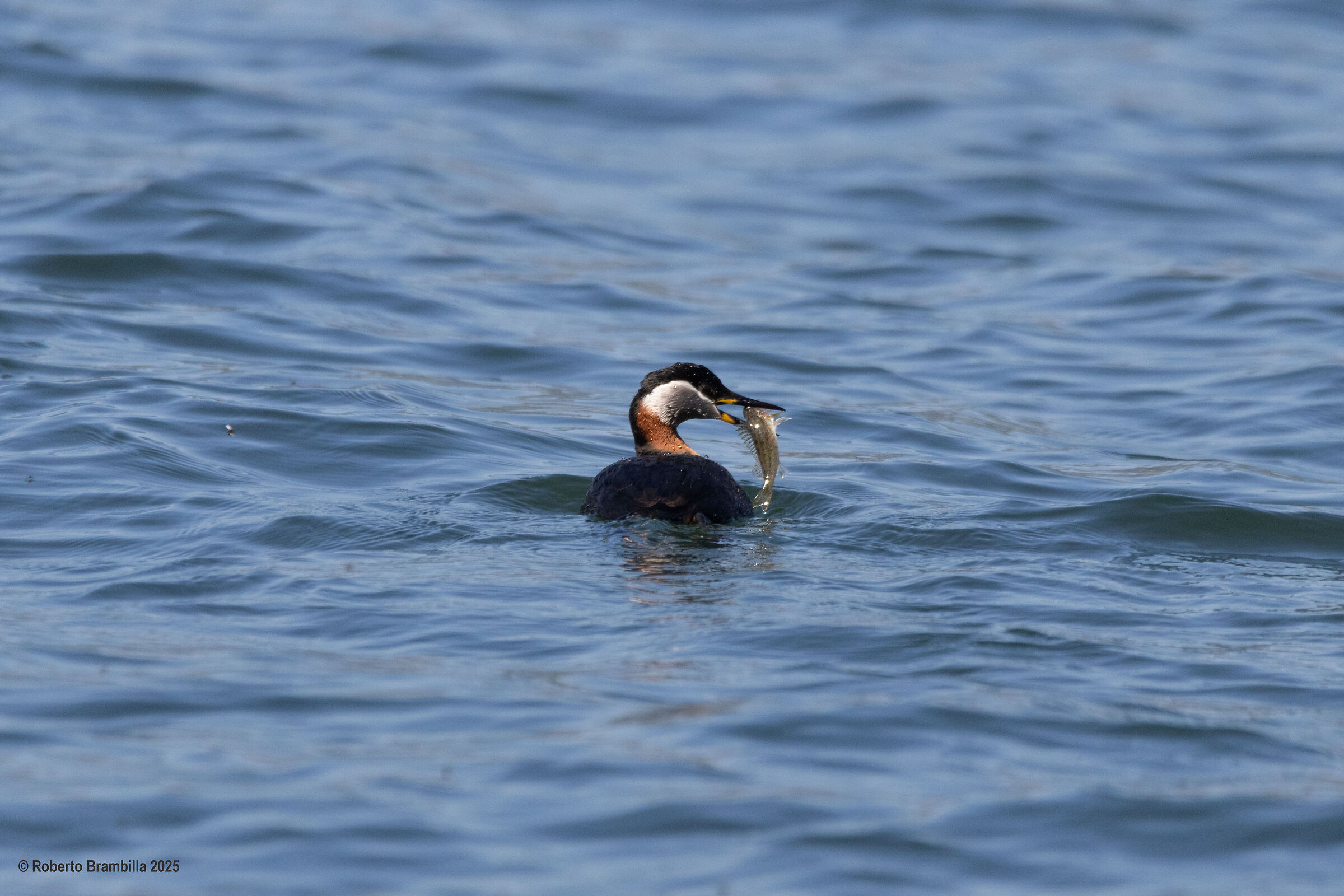 Red-necked Grebe with Fish