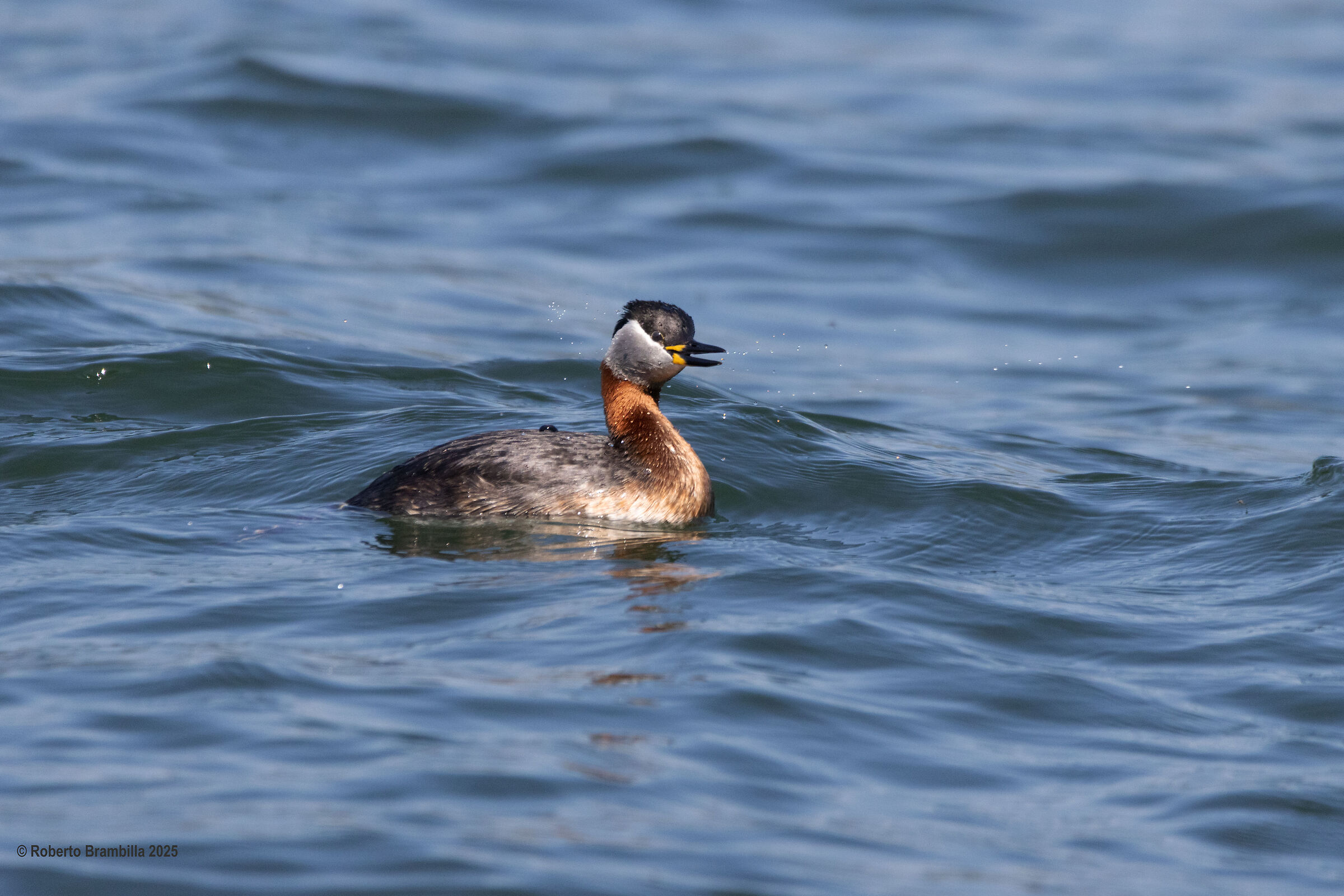 Red-necked Grebe