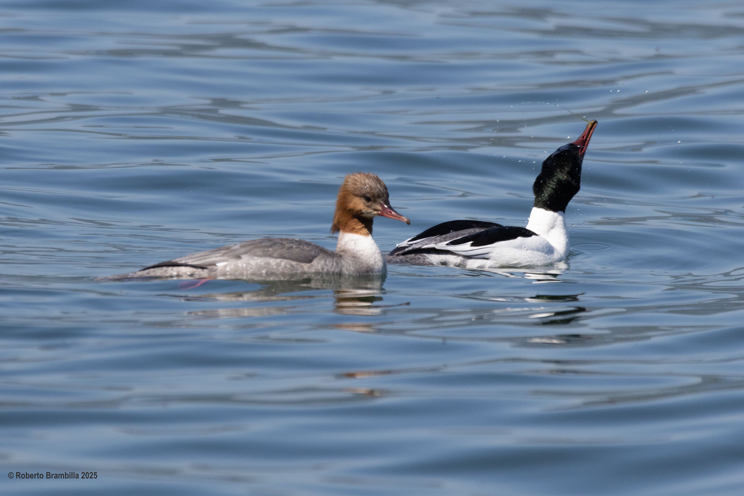 Mergansers