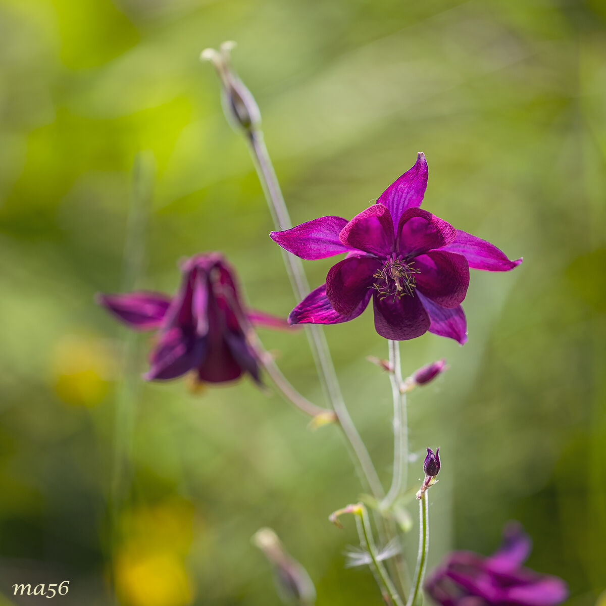 Dark columbine against the light
