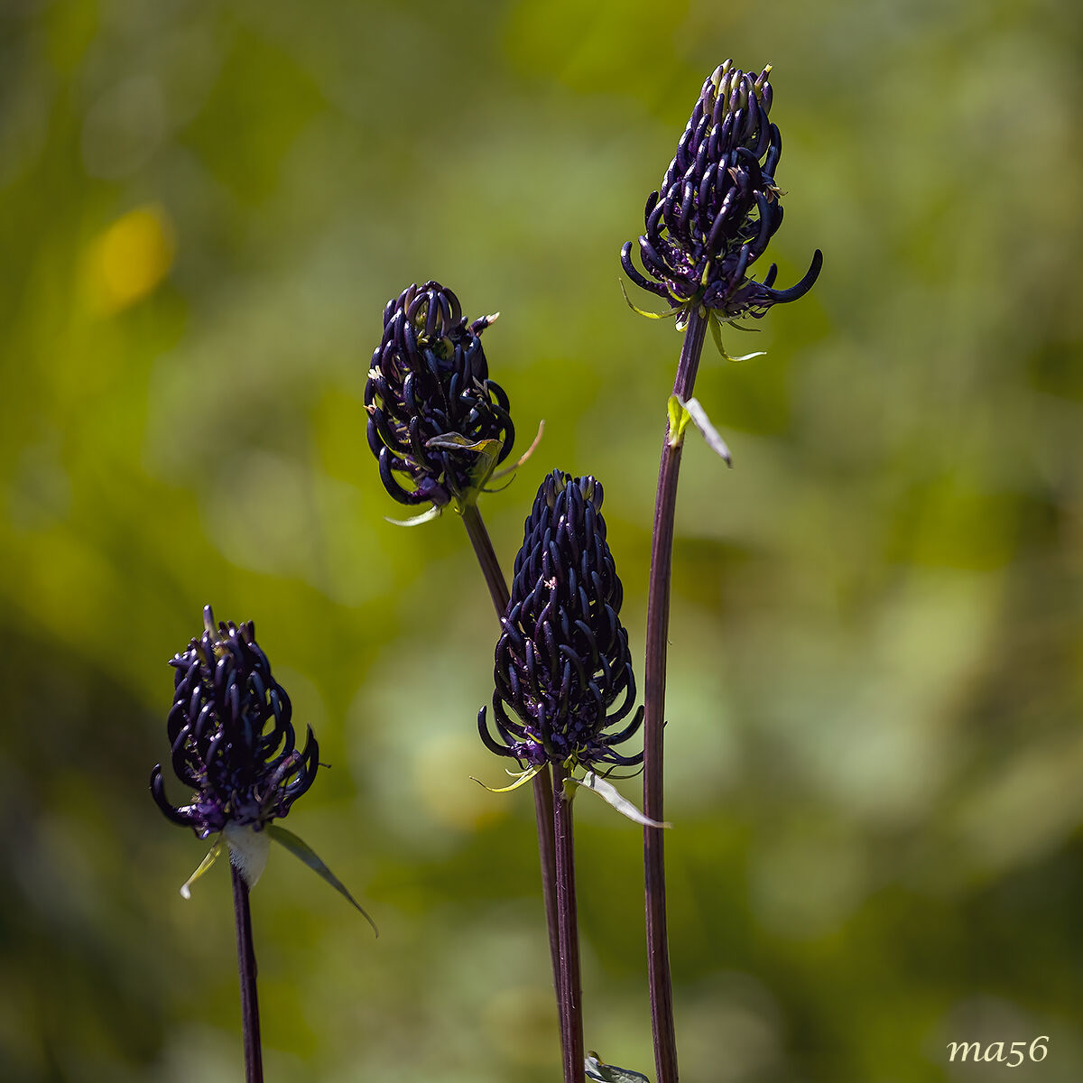 leaden raponzolo