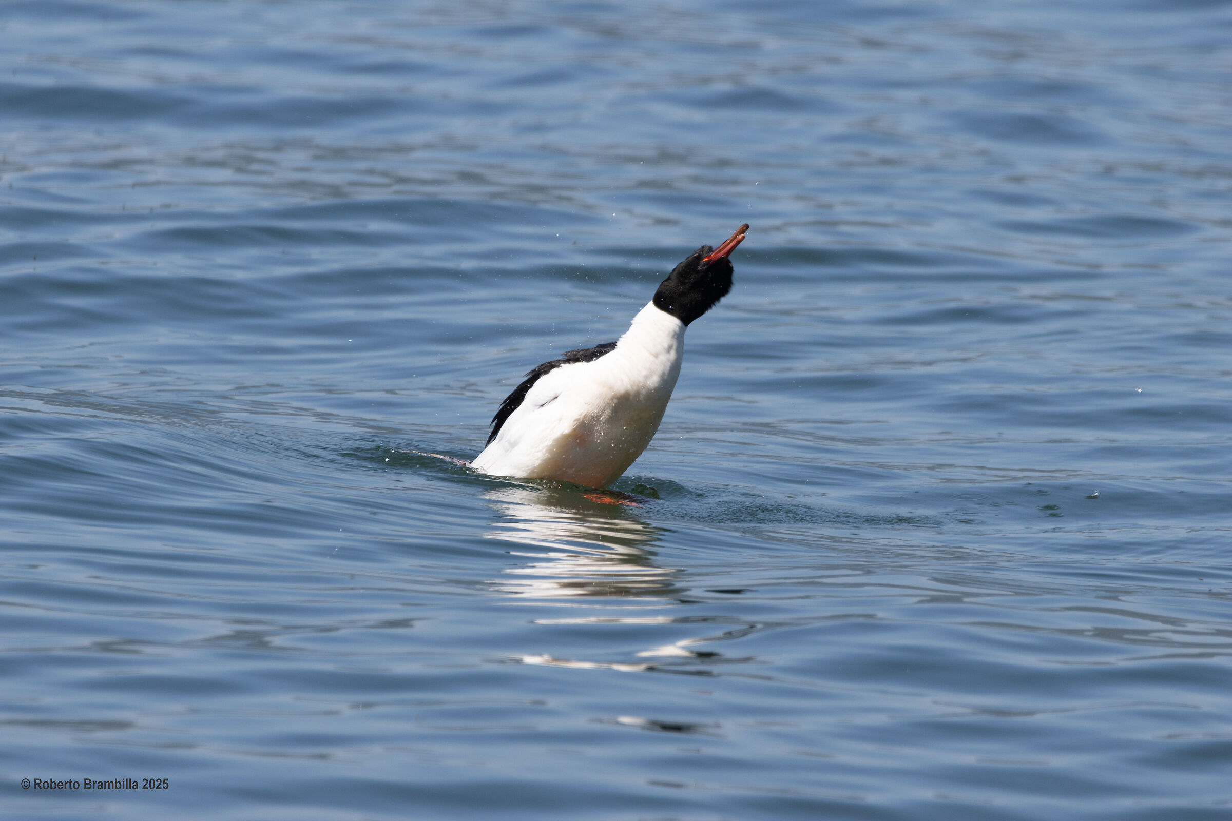 Male Merganser