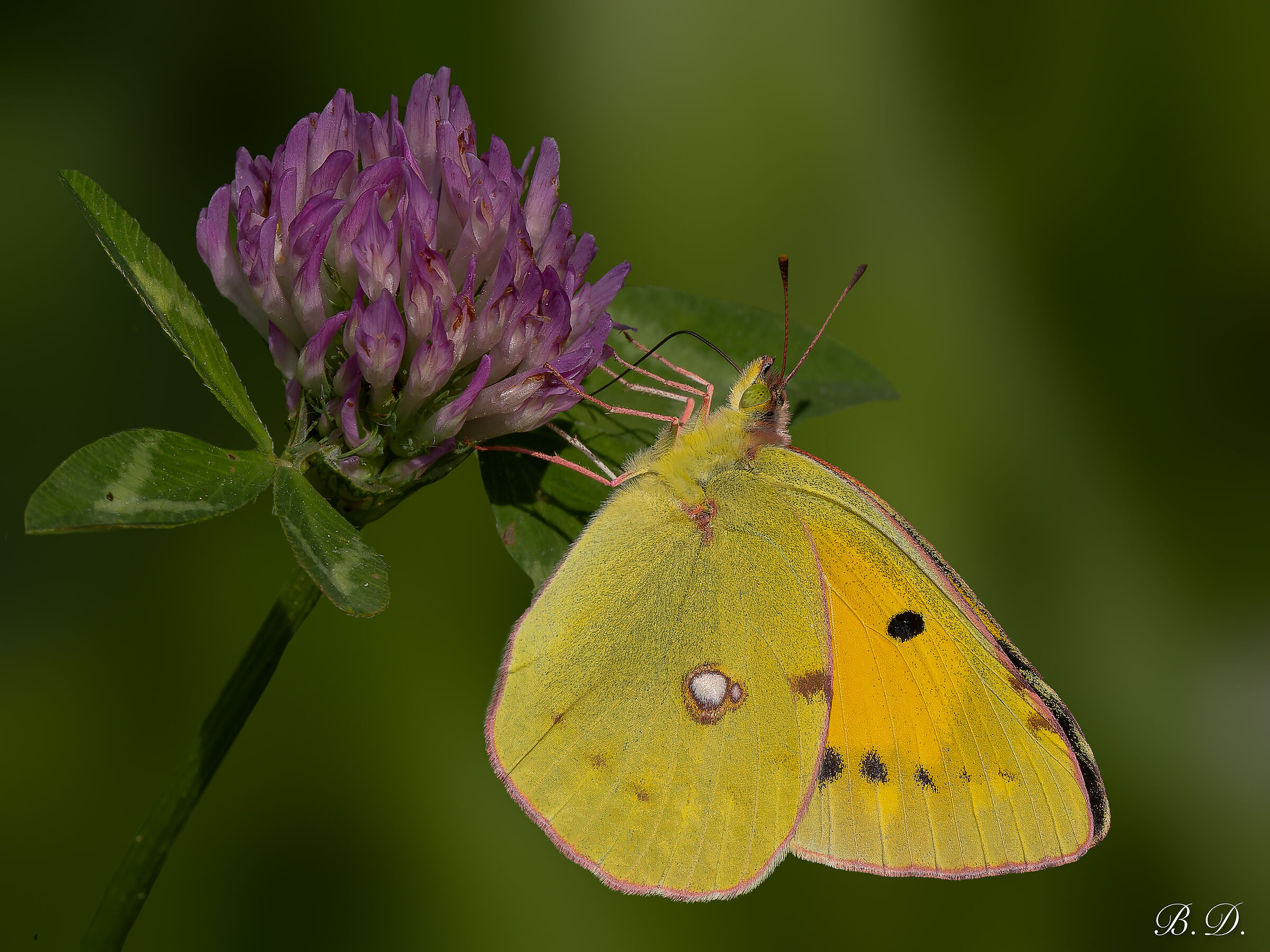 Colias crocea
