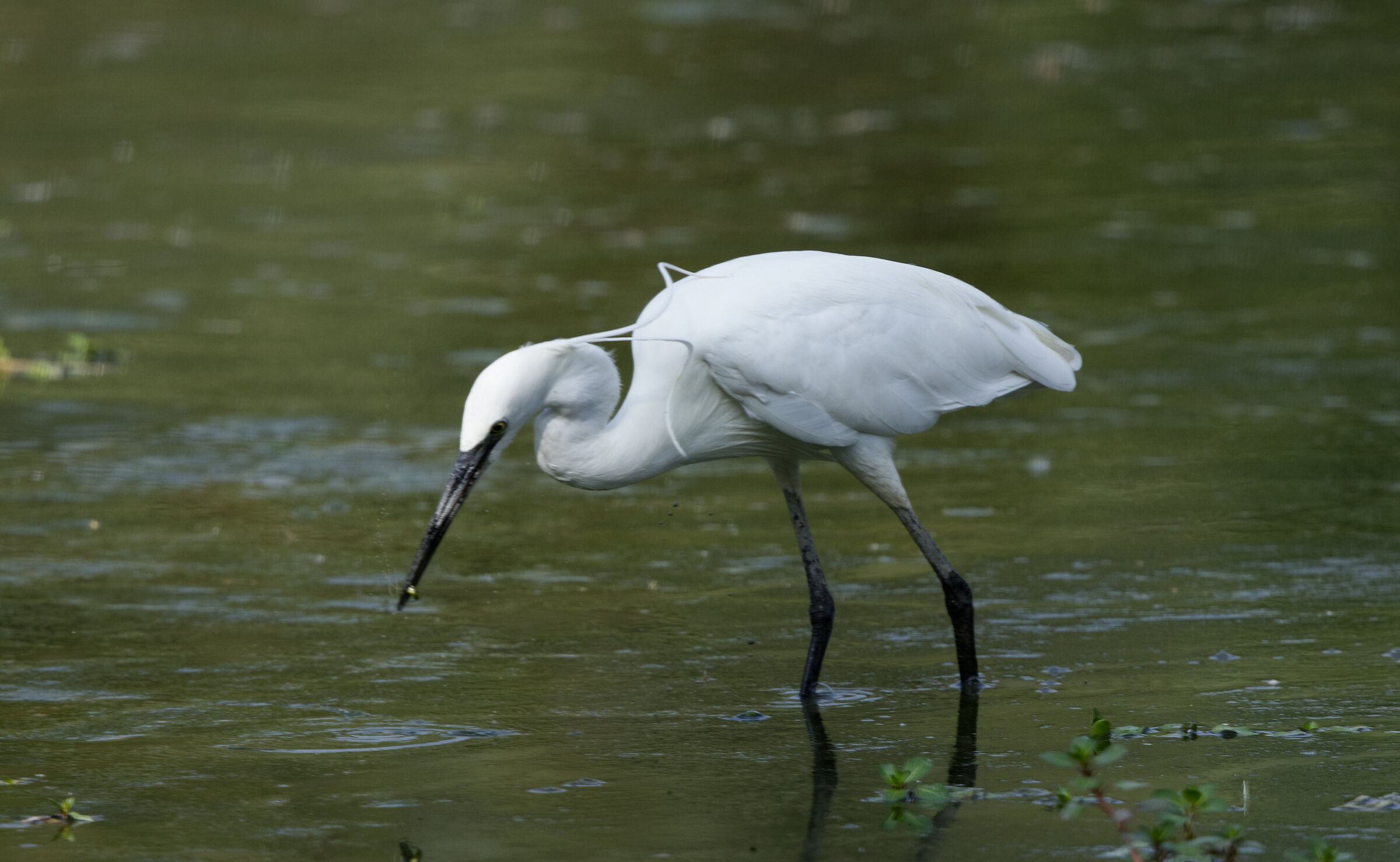 Little Egret 03