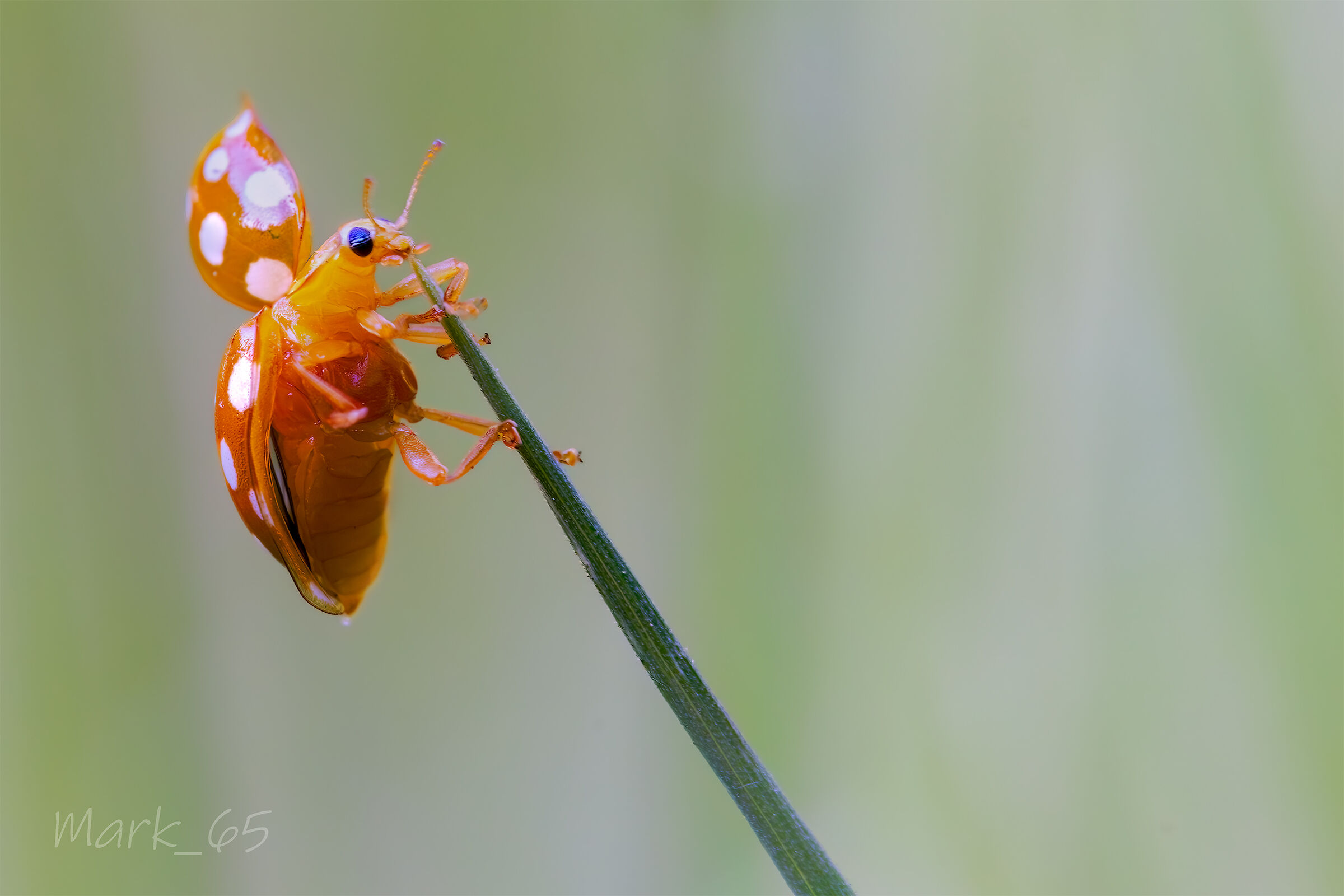 To be identified... never seen before!!