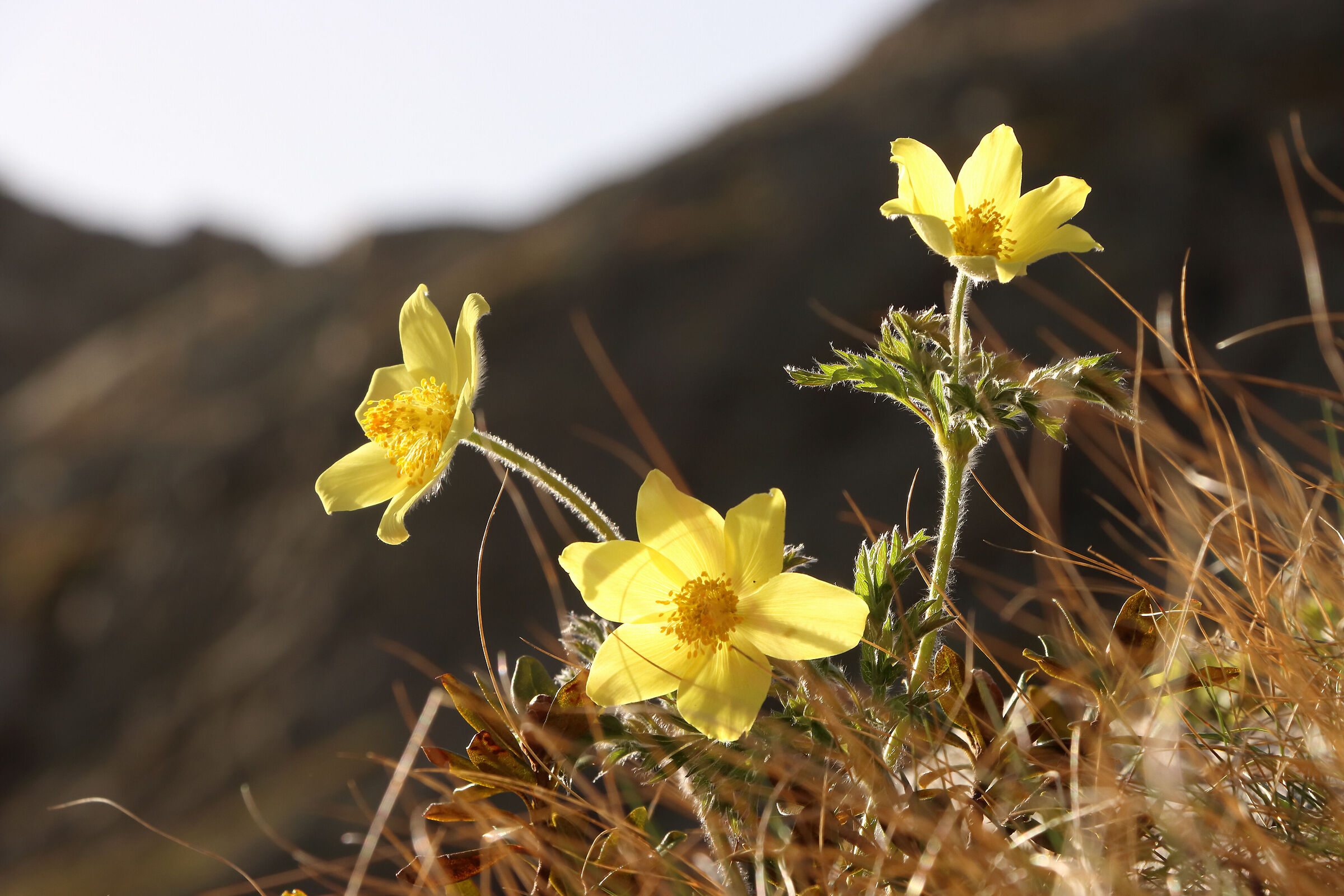 anemones at Pradella