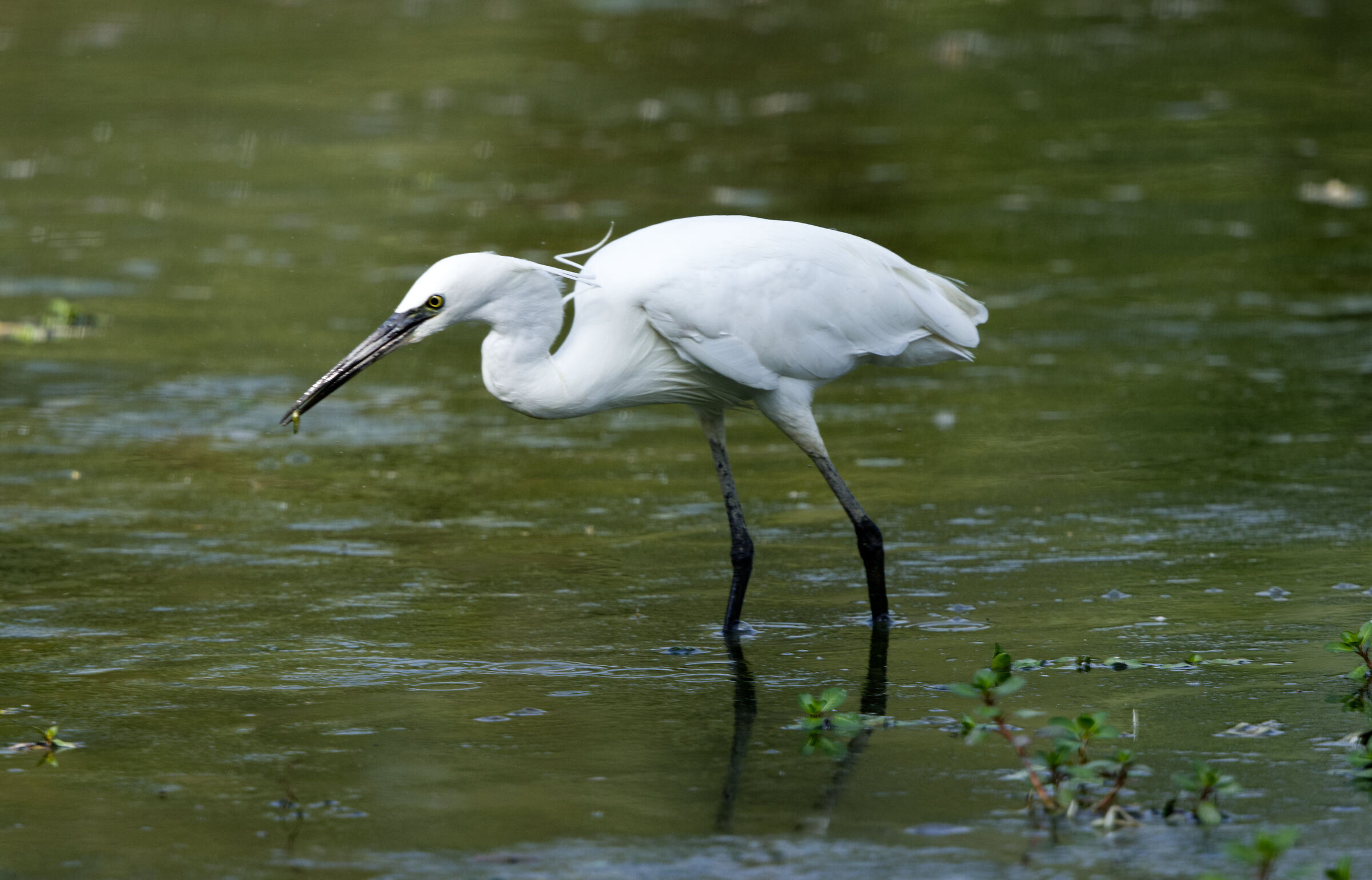 Egret 04
