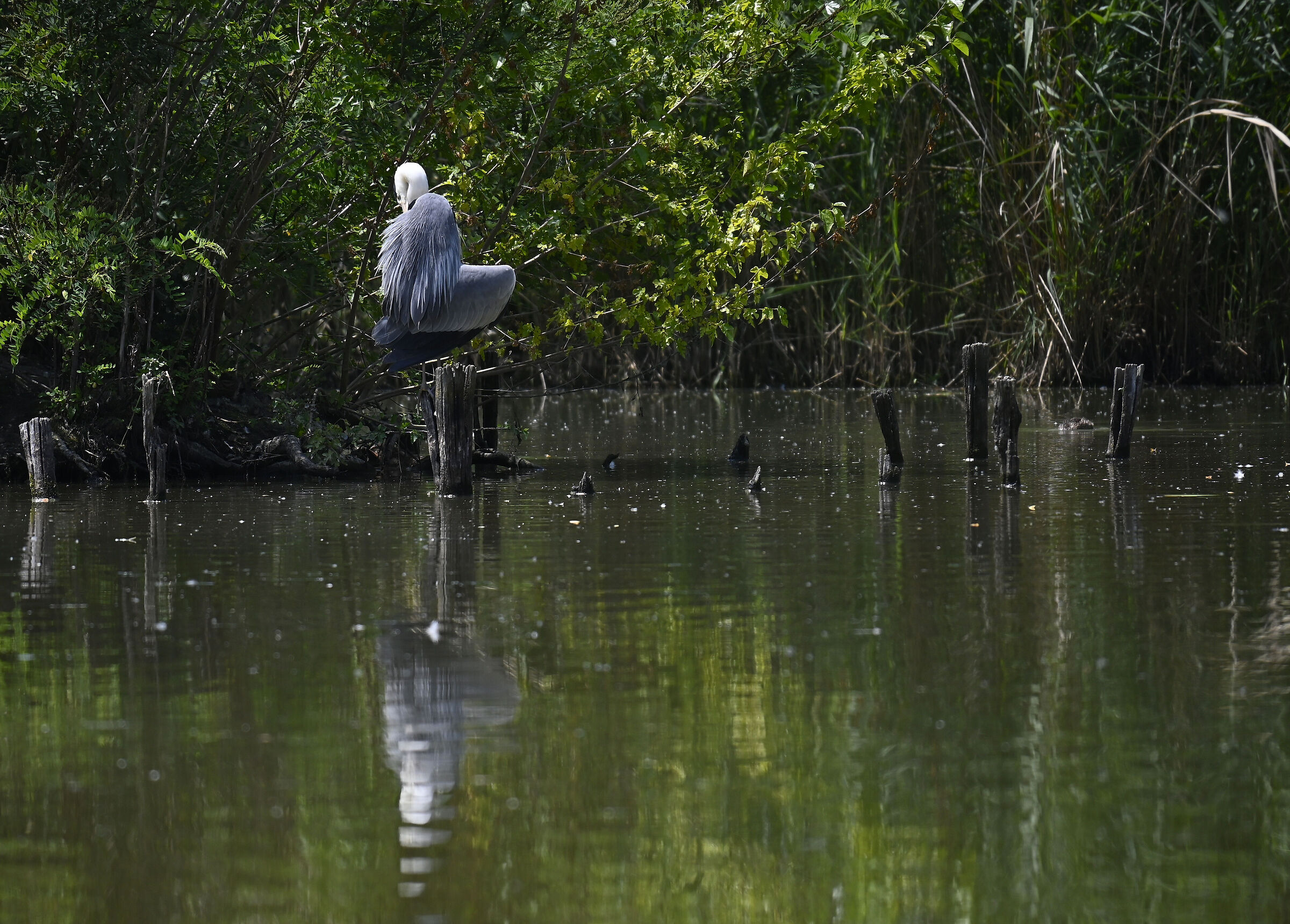 Toilette cinerina (strana posa)