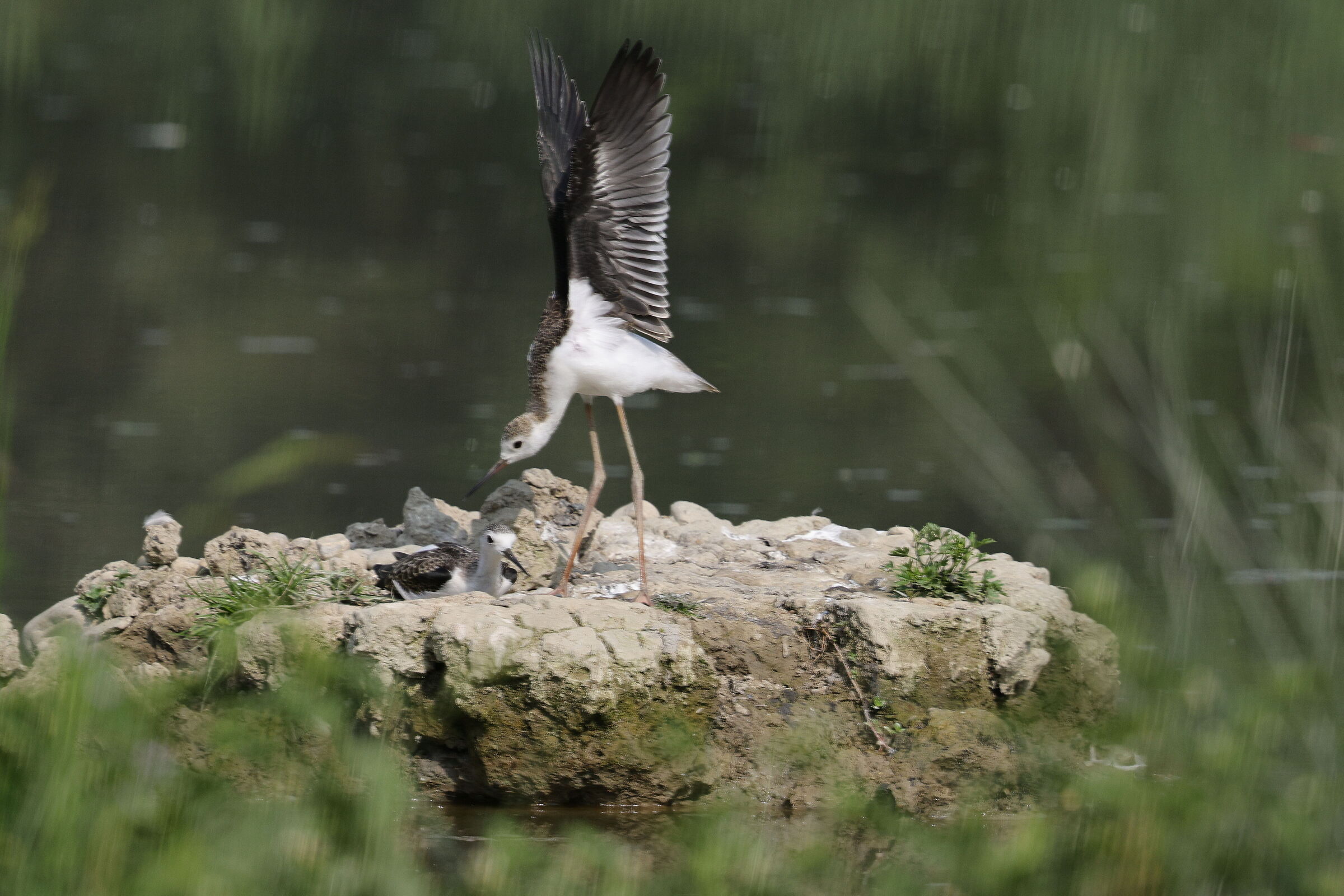 Black-winged Stilt