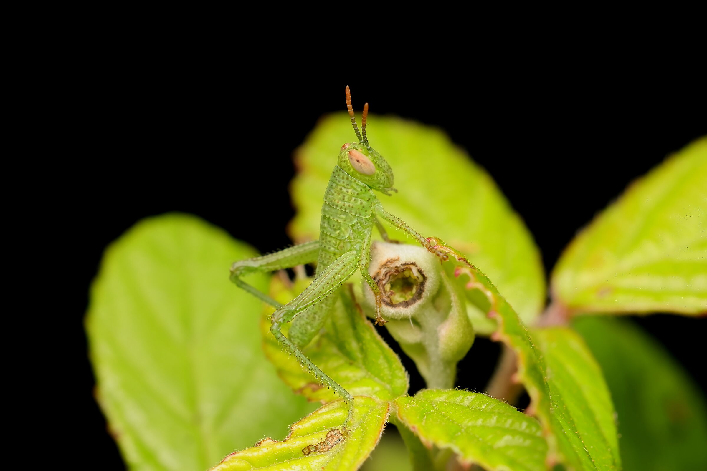 Genere Anacridium
