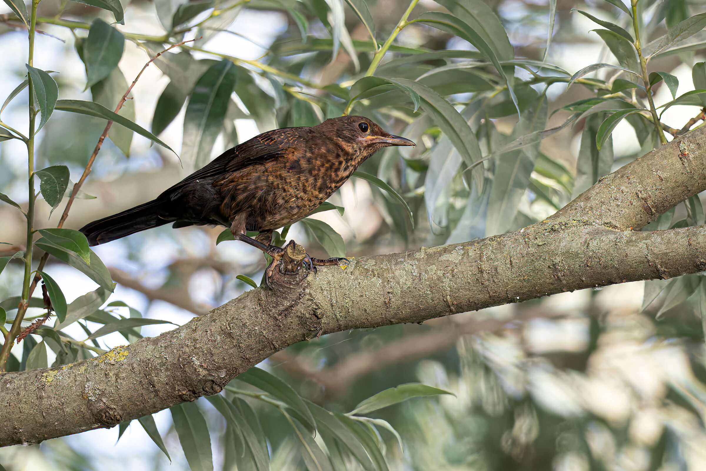 Turdus merula (juvenile)