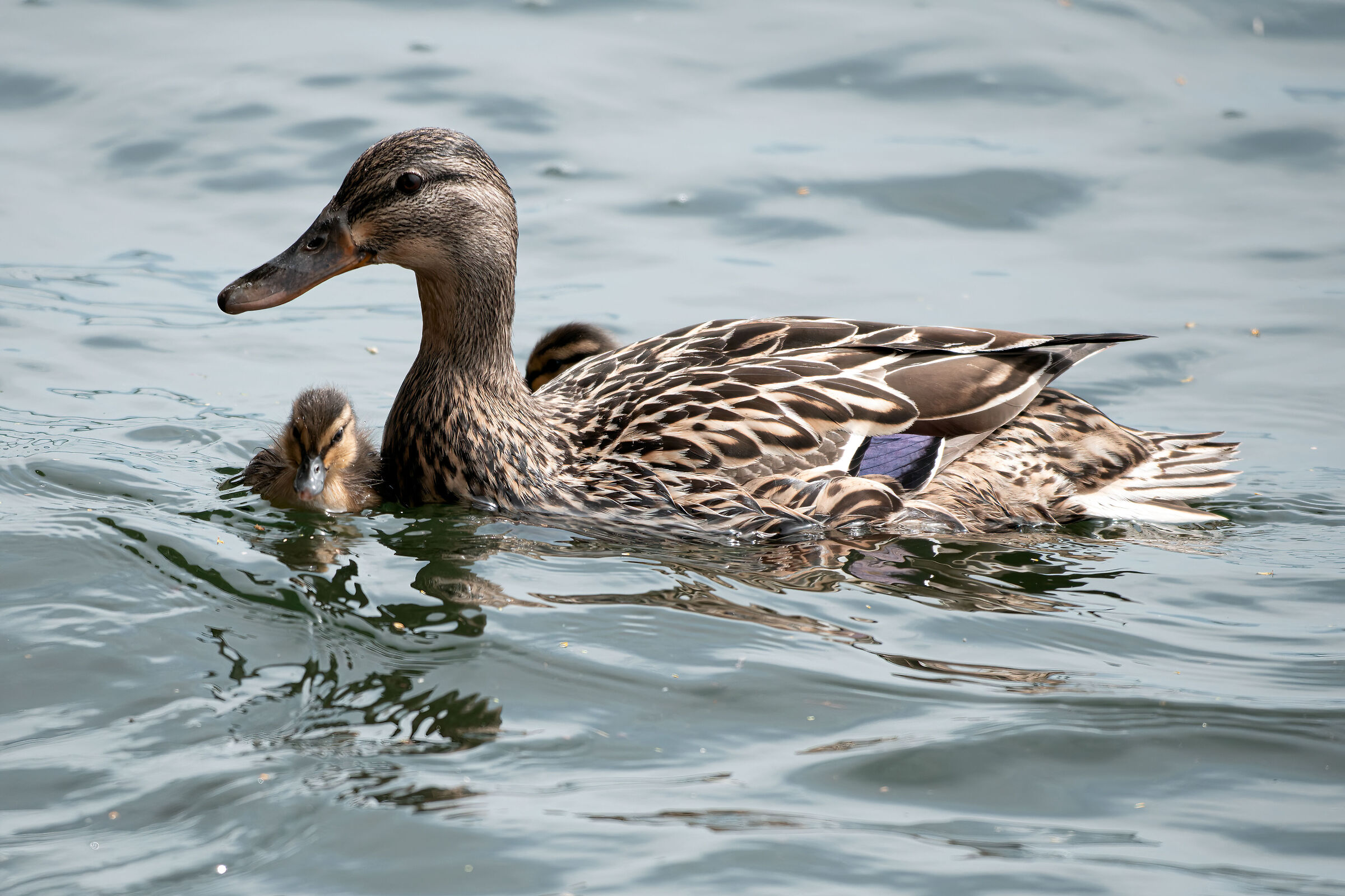 Mallard female with babies
