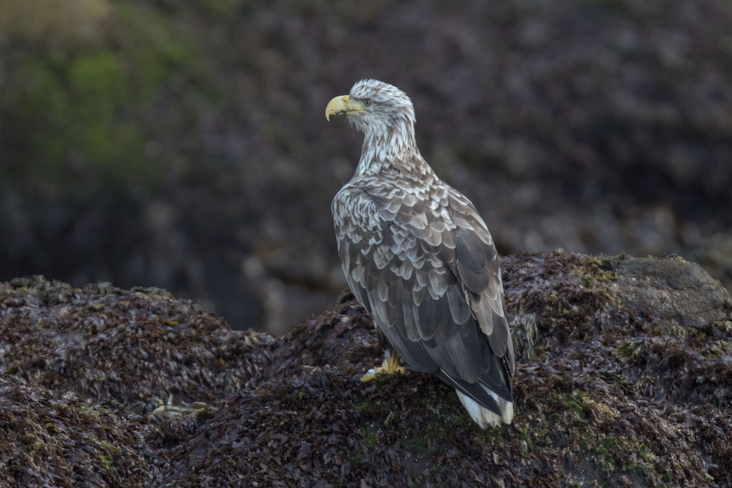 Sea Eagle (Norway)