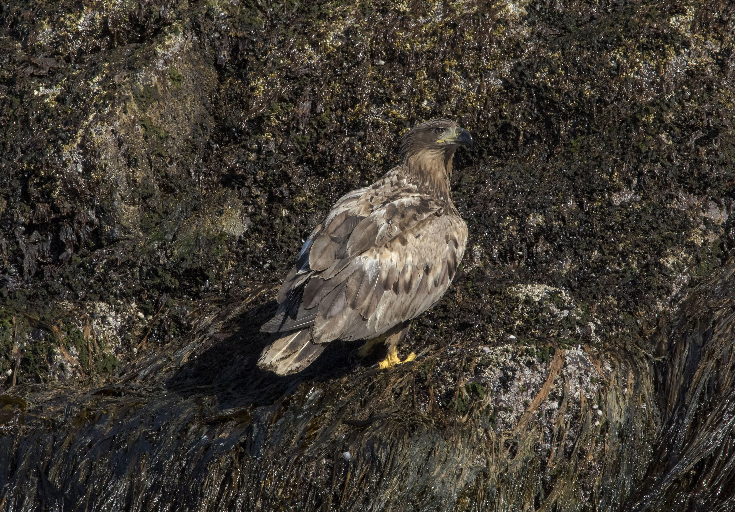 Sea Eagle (Gjesvær, Norway)