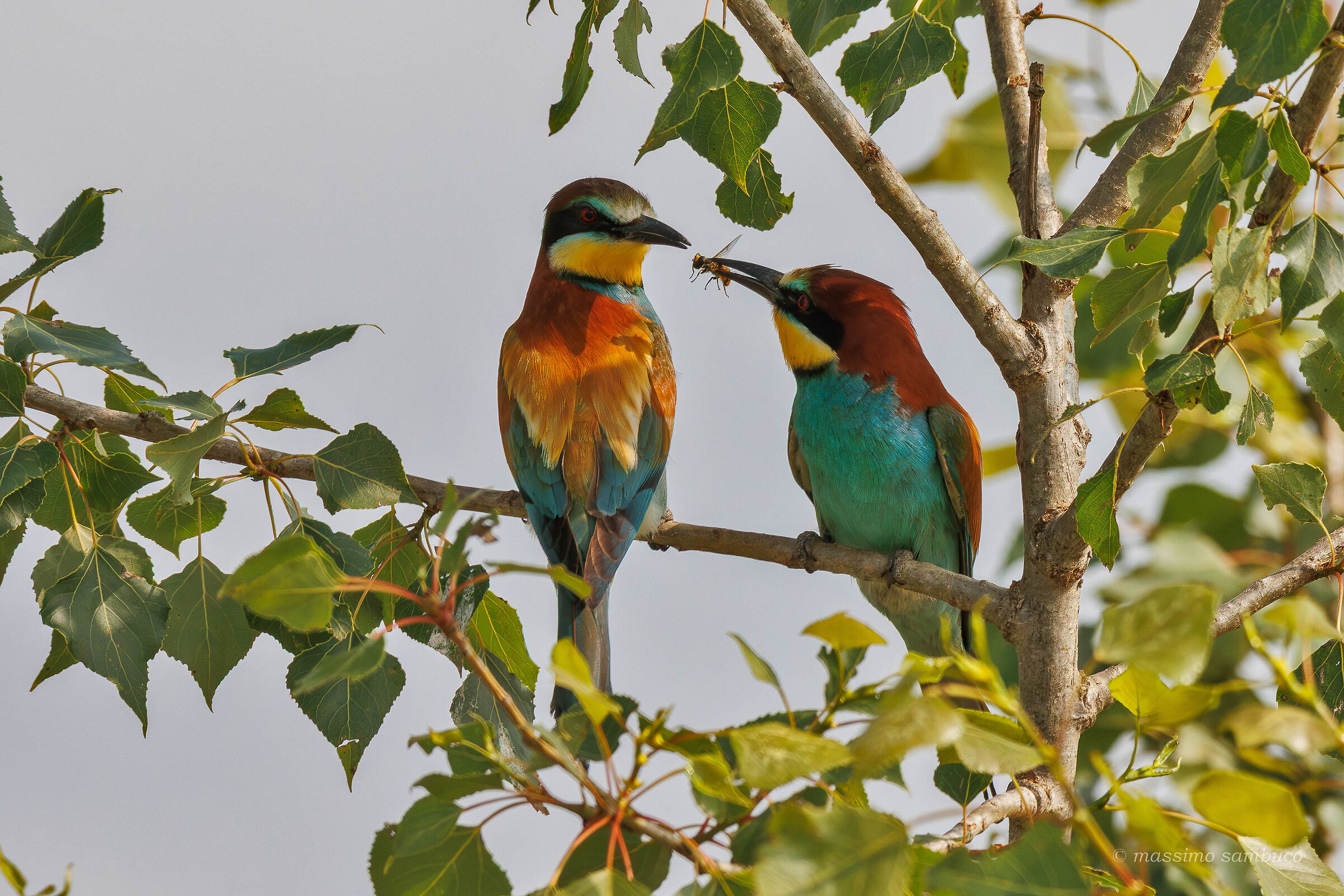 Courtship