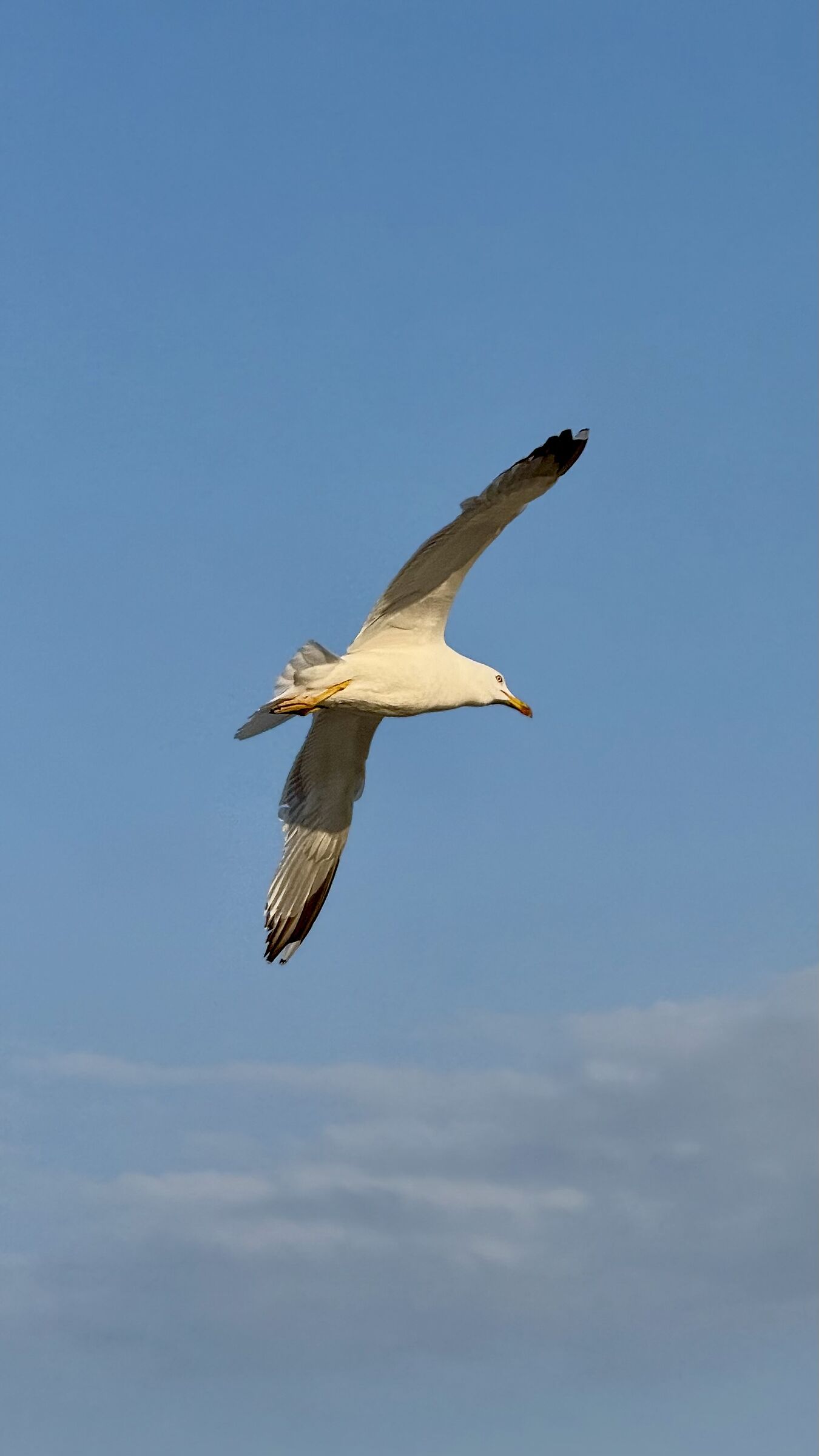 Gabbiano