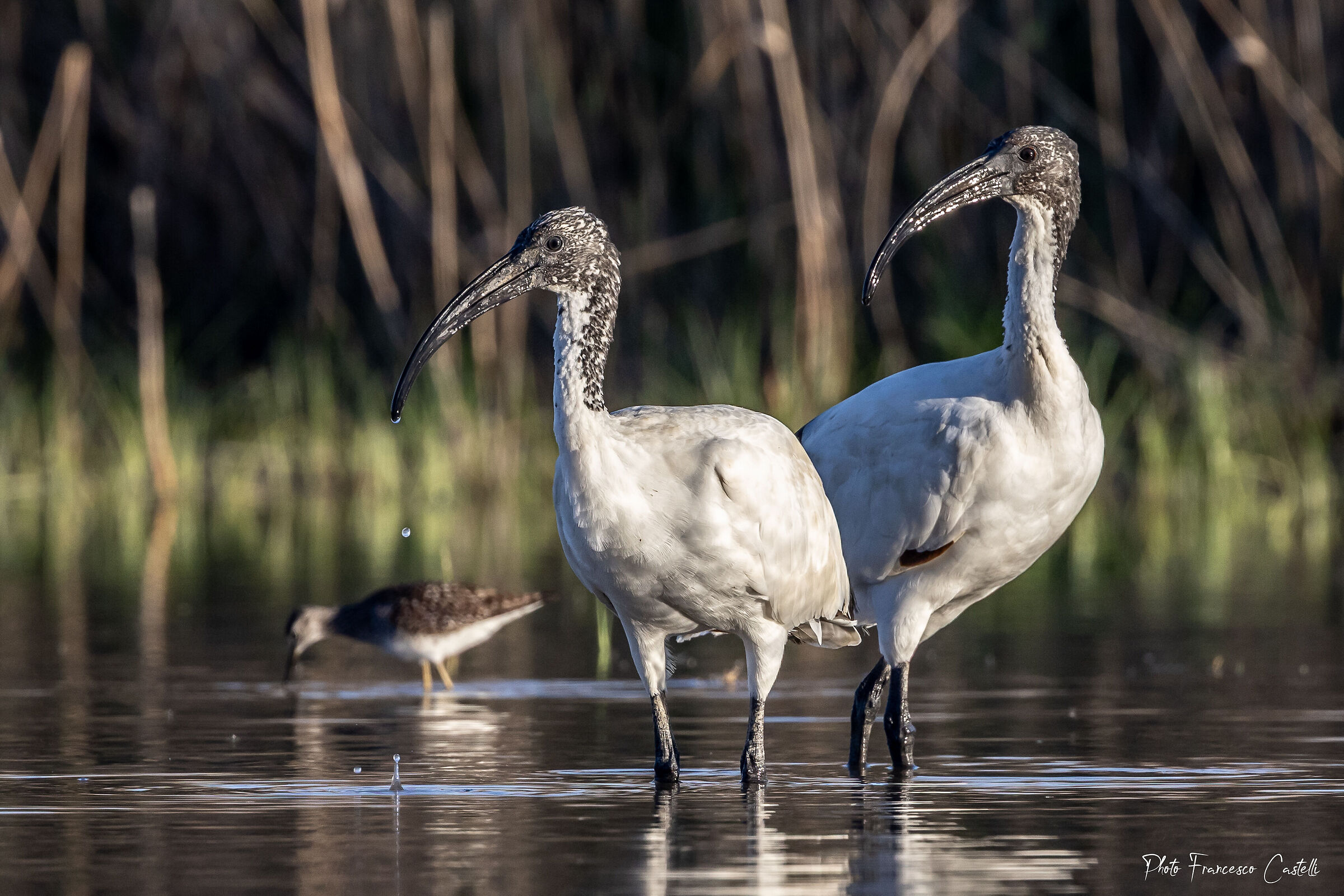 Ibis all'Oasi della Sentina