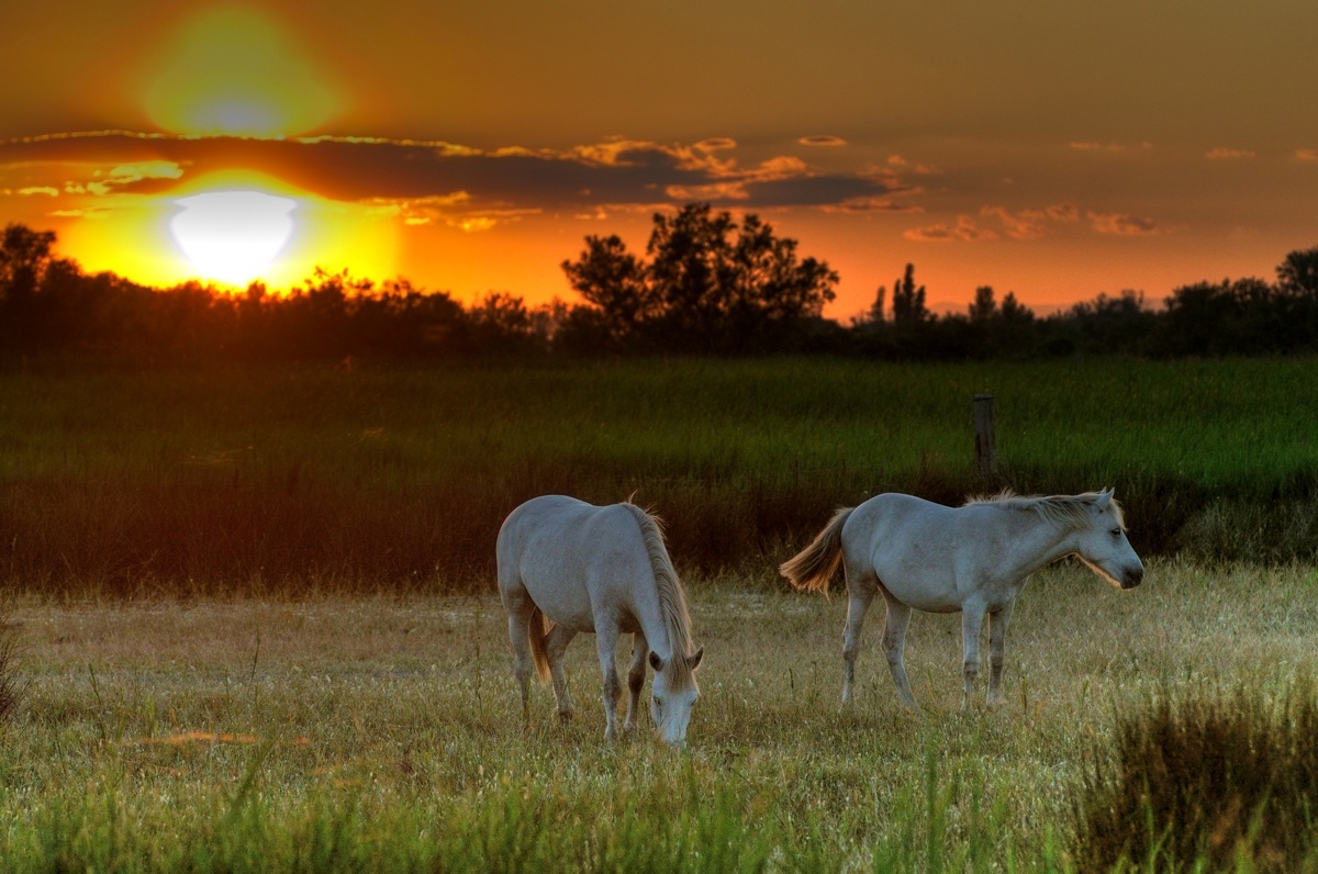 Tramonto Camargue