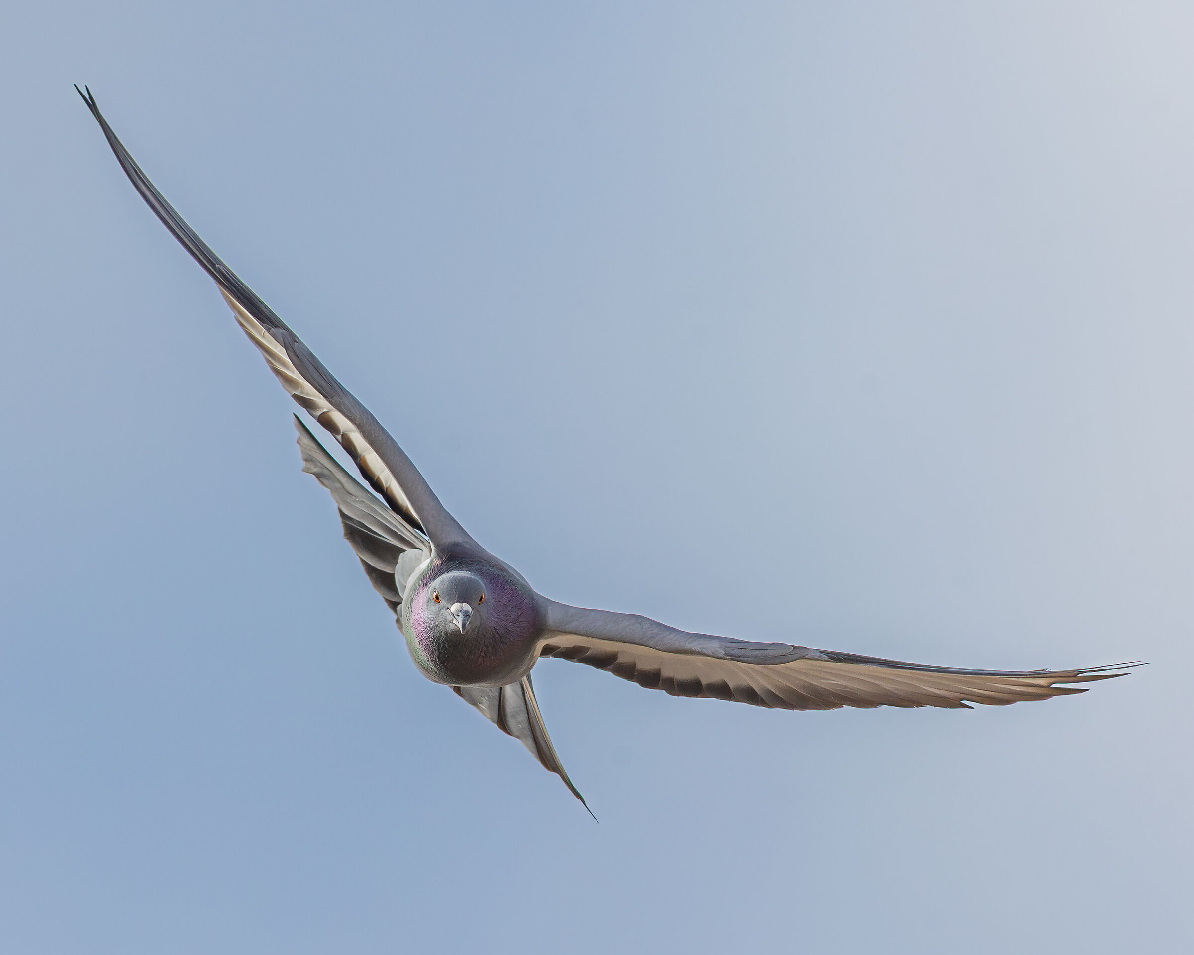 Wild pigeon