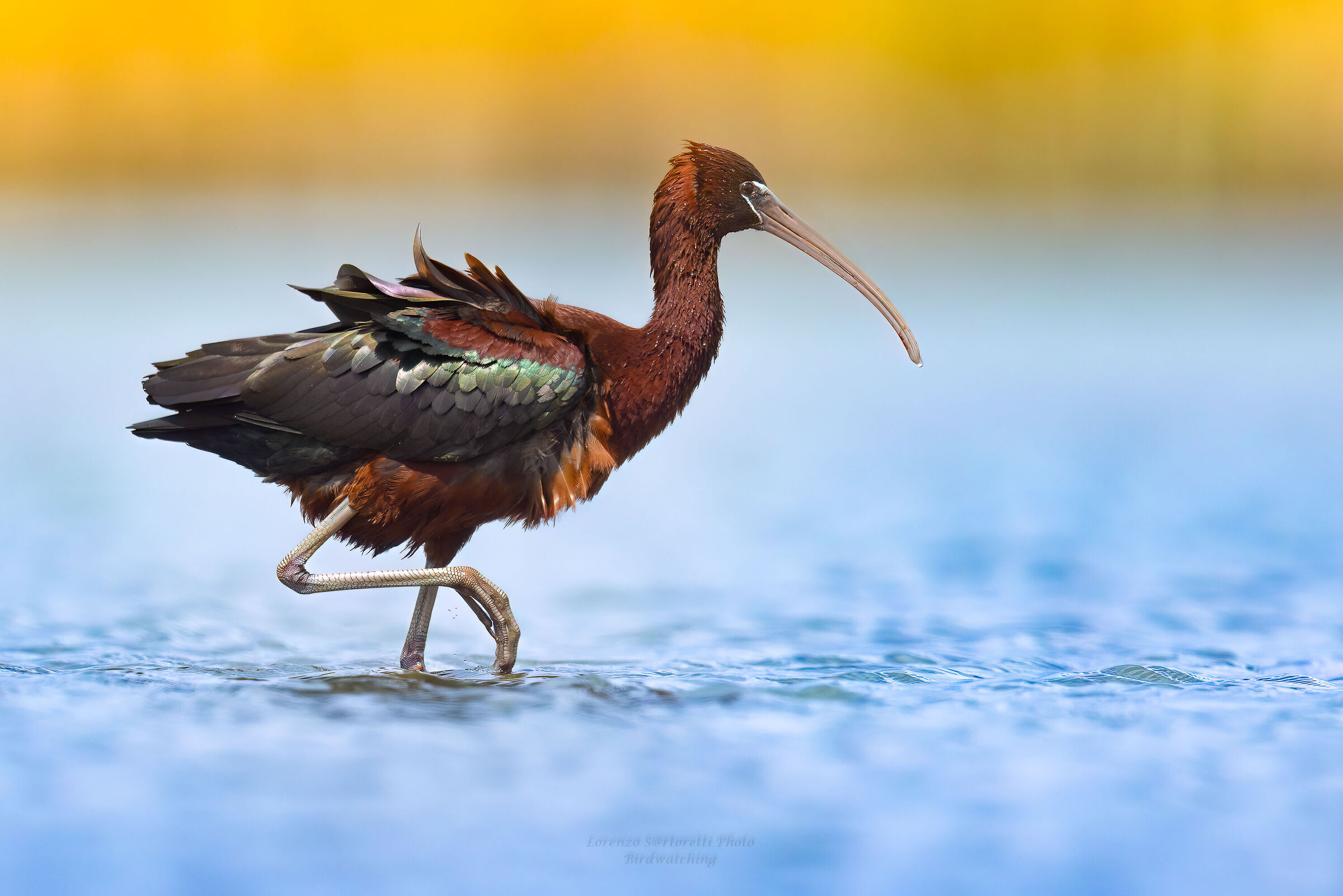 Glossy ibis
