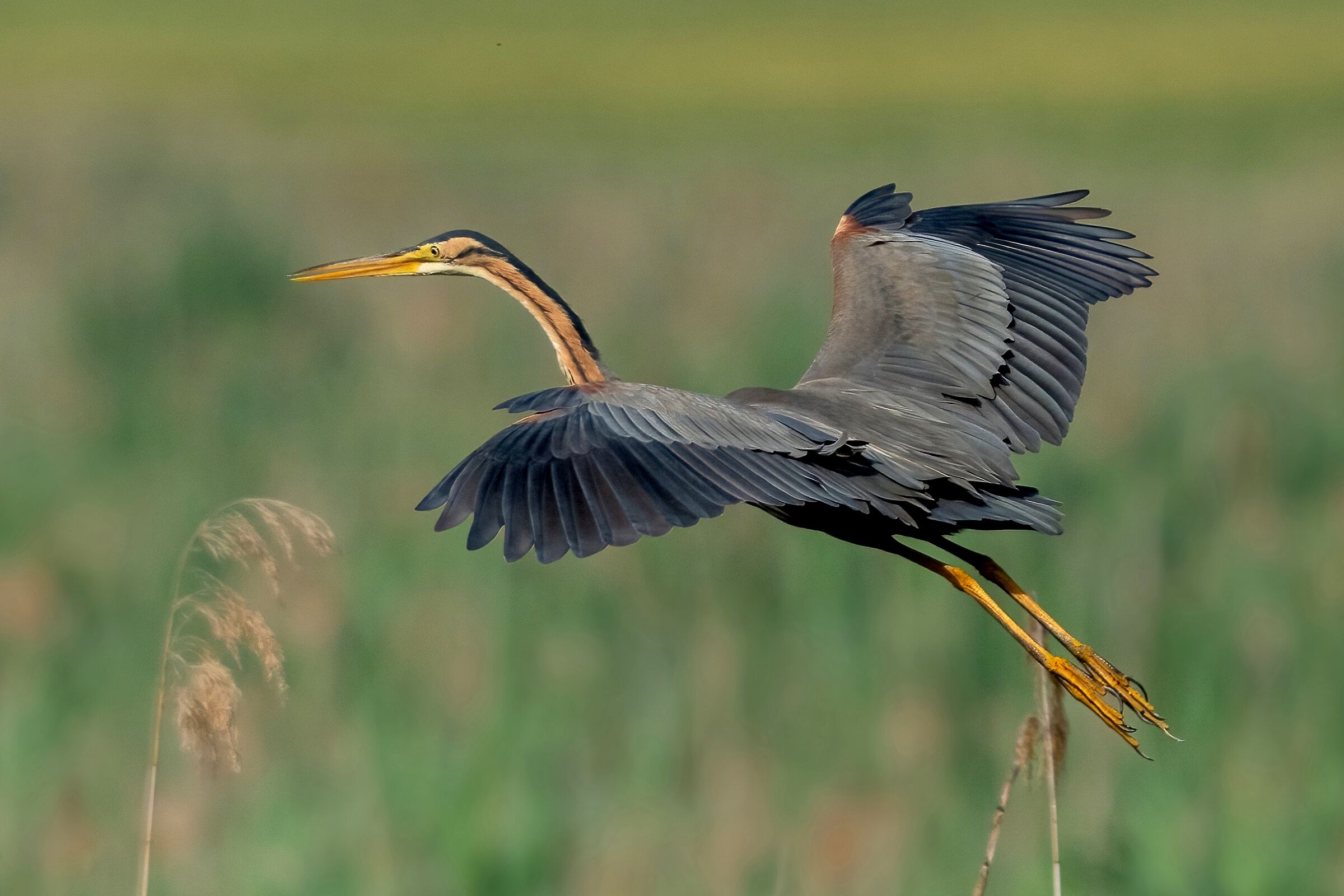 Purple heron (Ardea purpurea)