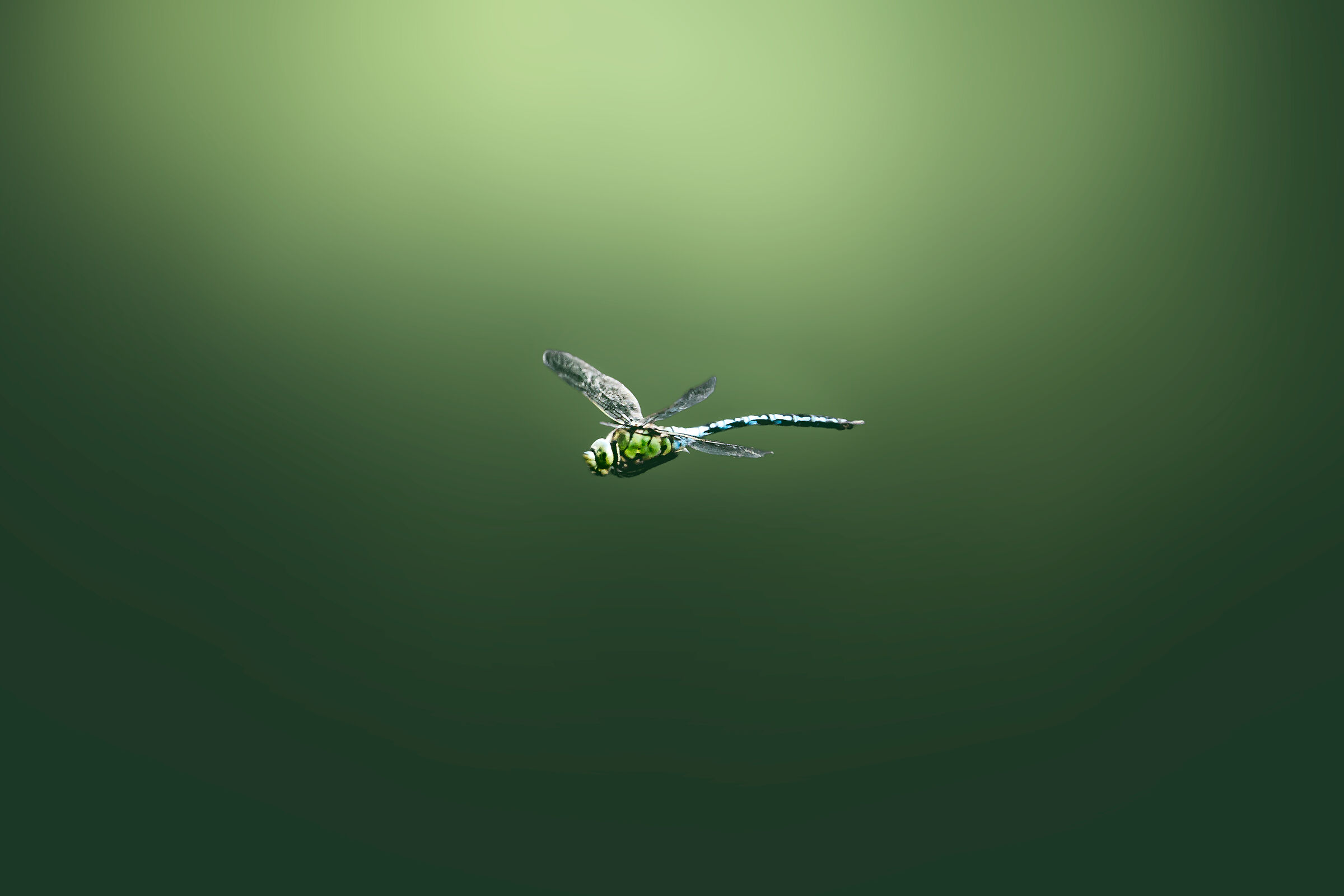 Dragonfly