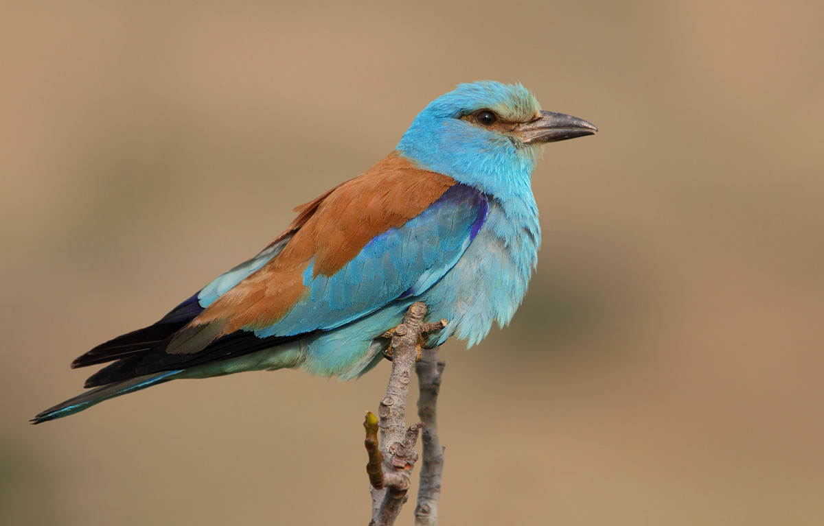 European Roller
