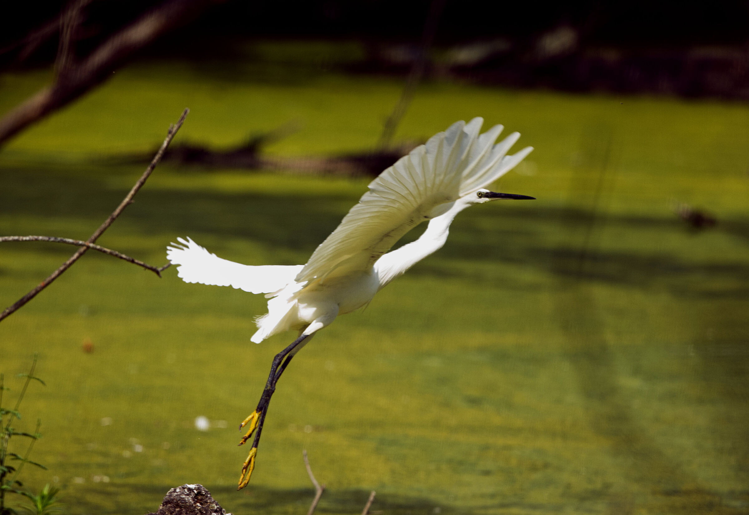 Egret 06