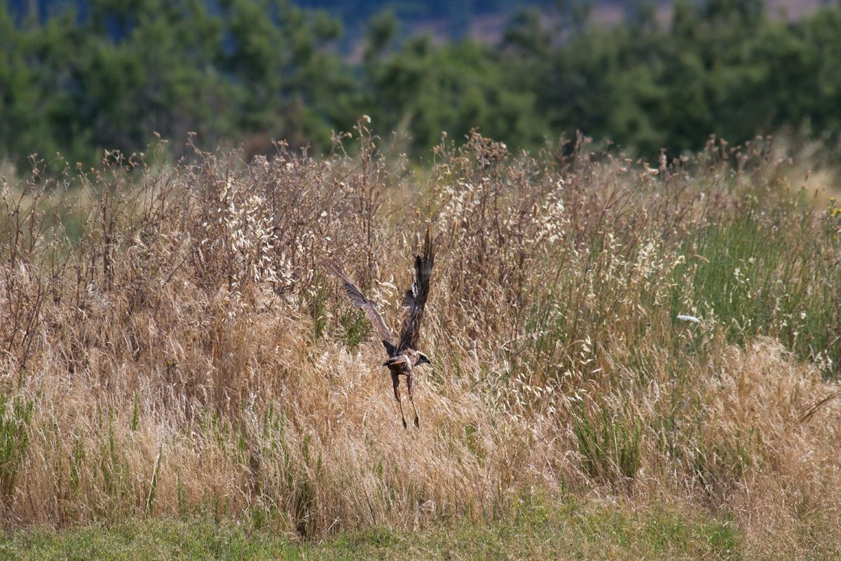 you think it is a marsh harrier