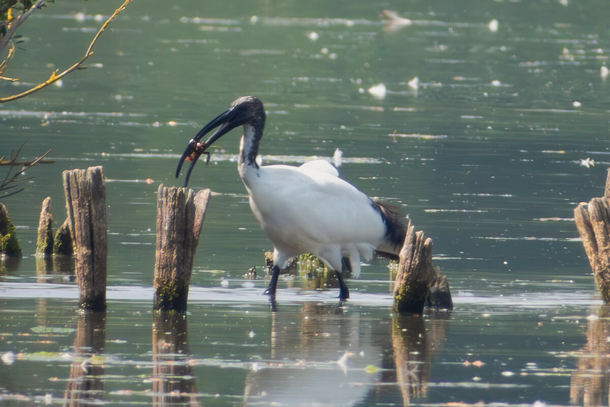 Sacred Ibis catching a shrimp