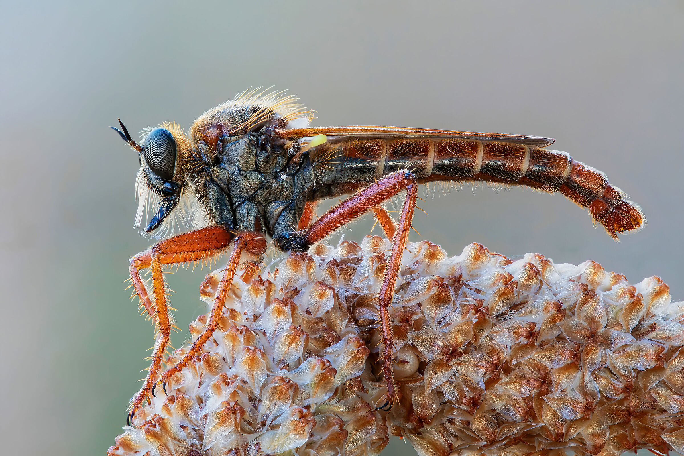 Asilidae sp.
