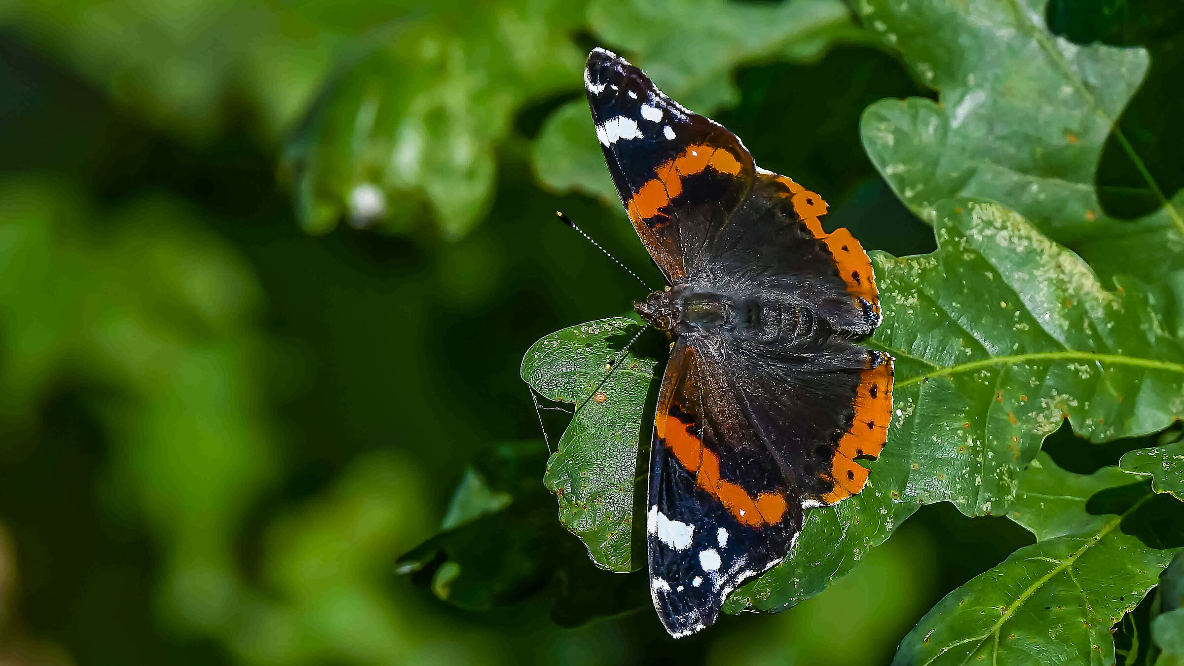 Butterfly!!
