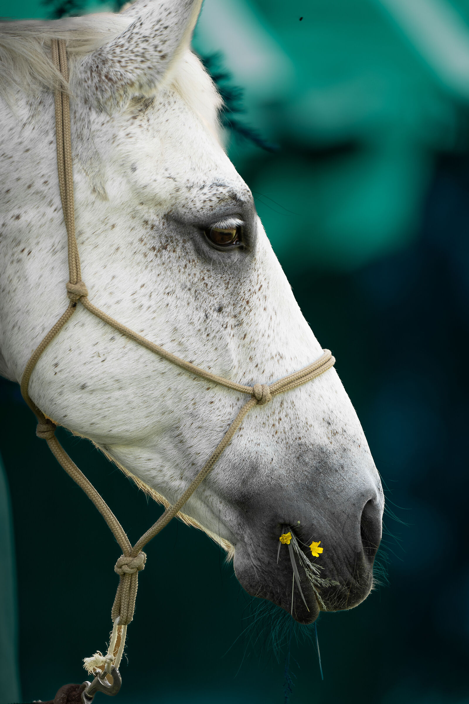 Il bianco destriero