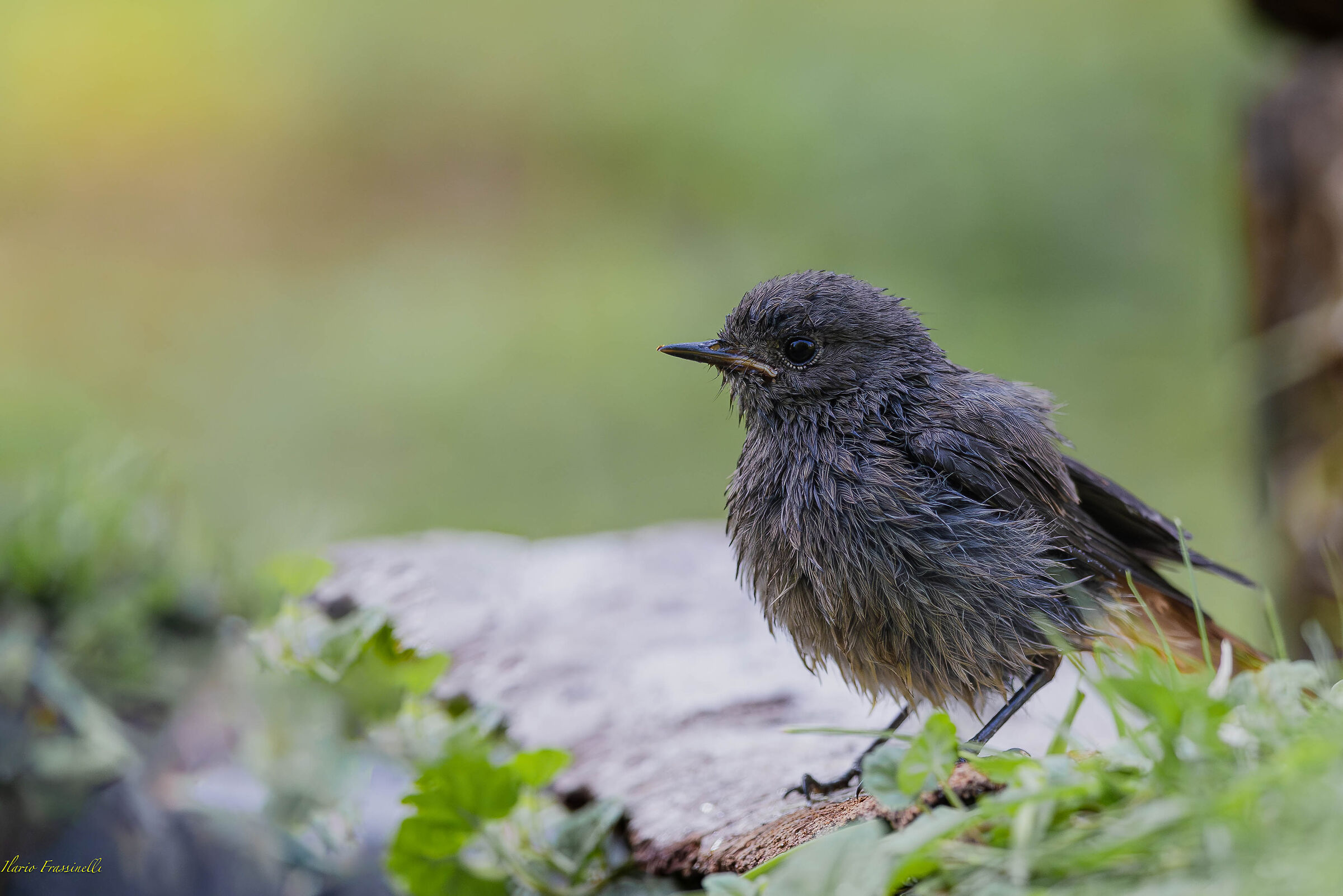 Young Chimney Sweep Redstart