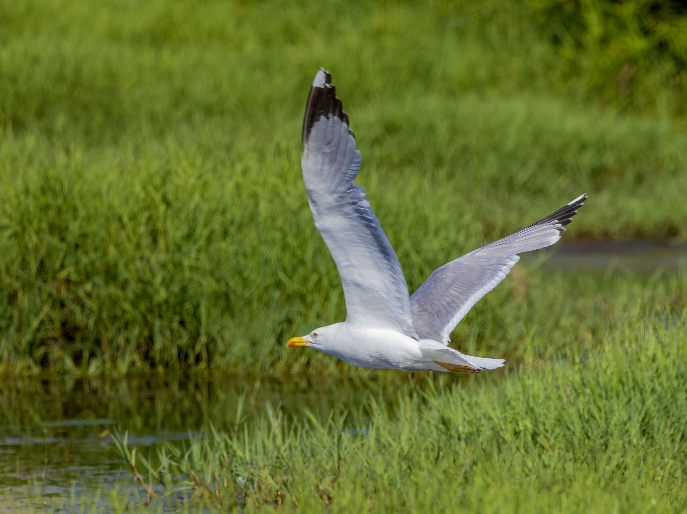 yellow legged seagull