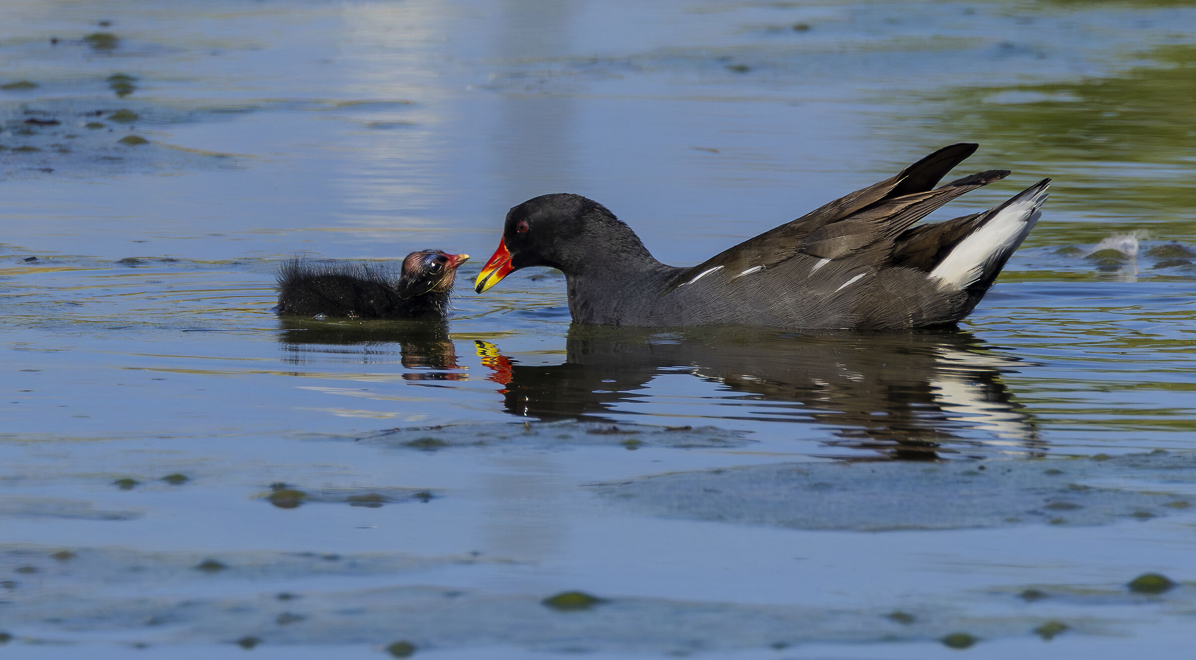 moorhen with chick