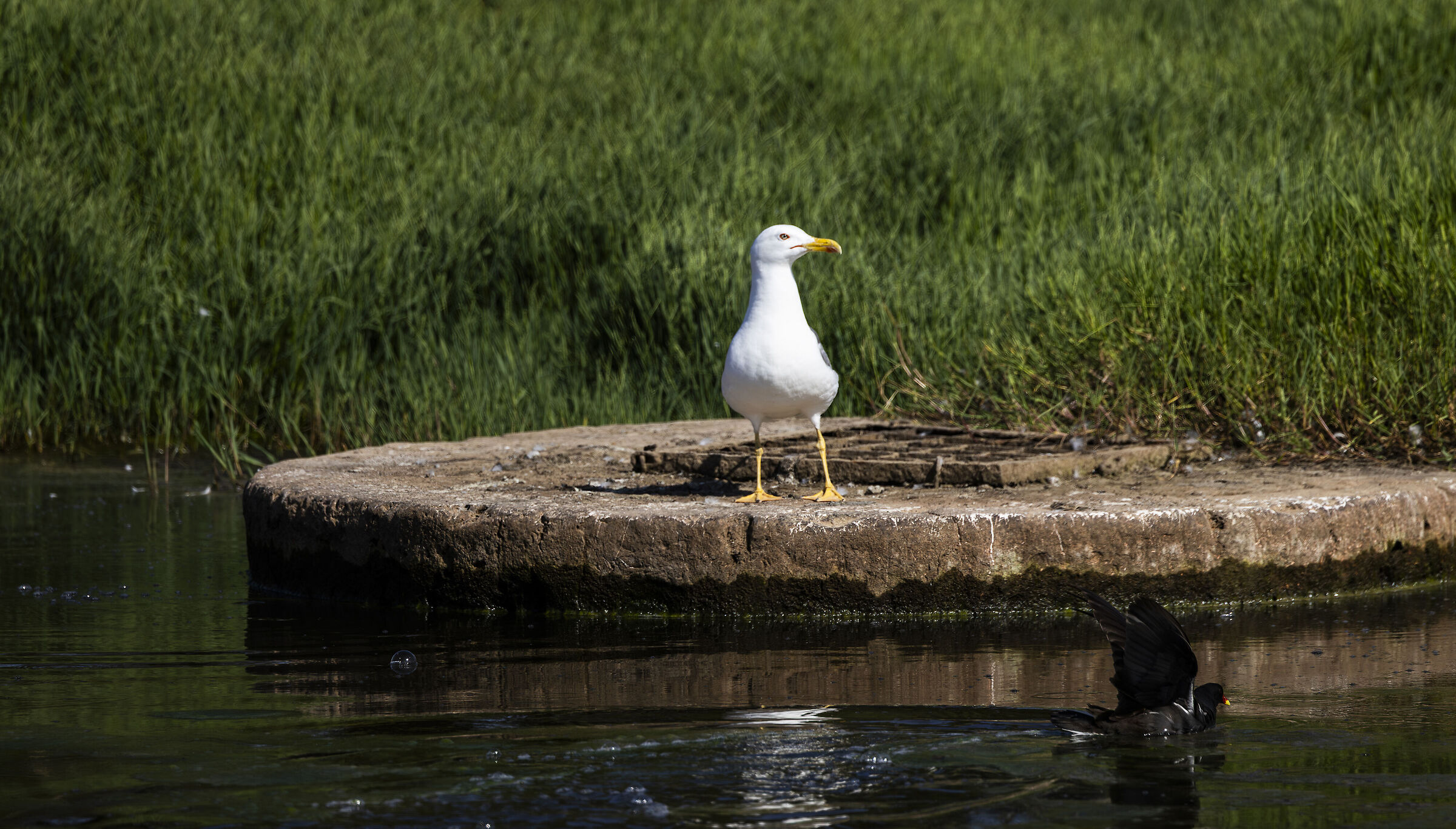 mother moorhen against seagull