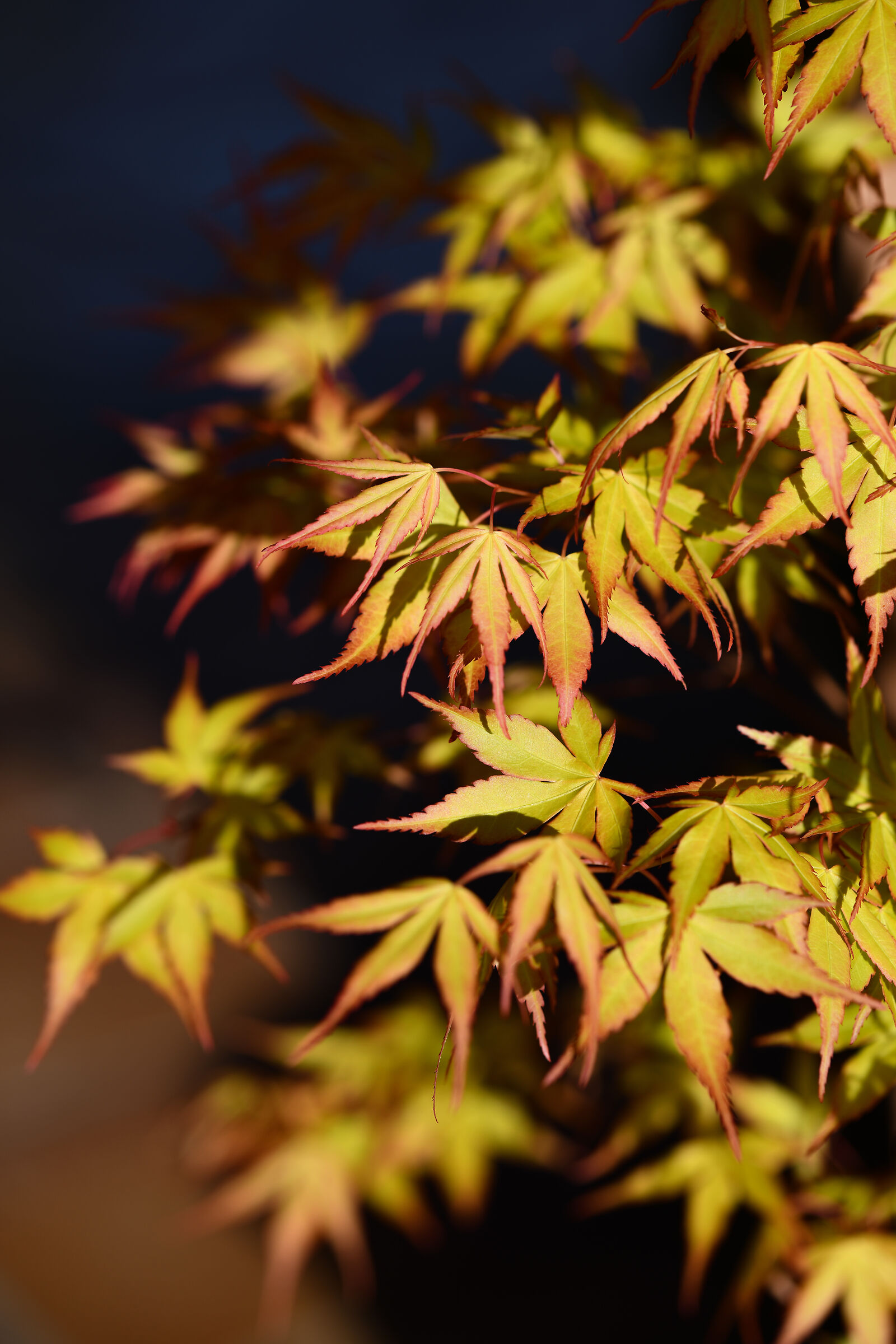 Acero Katsura